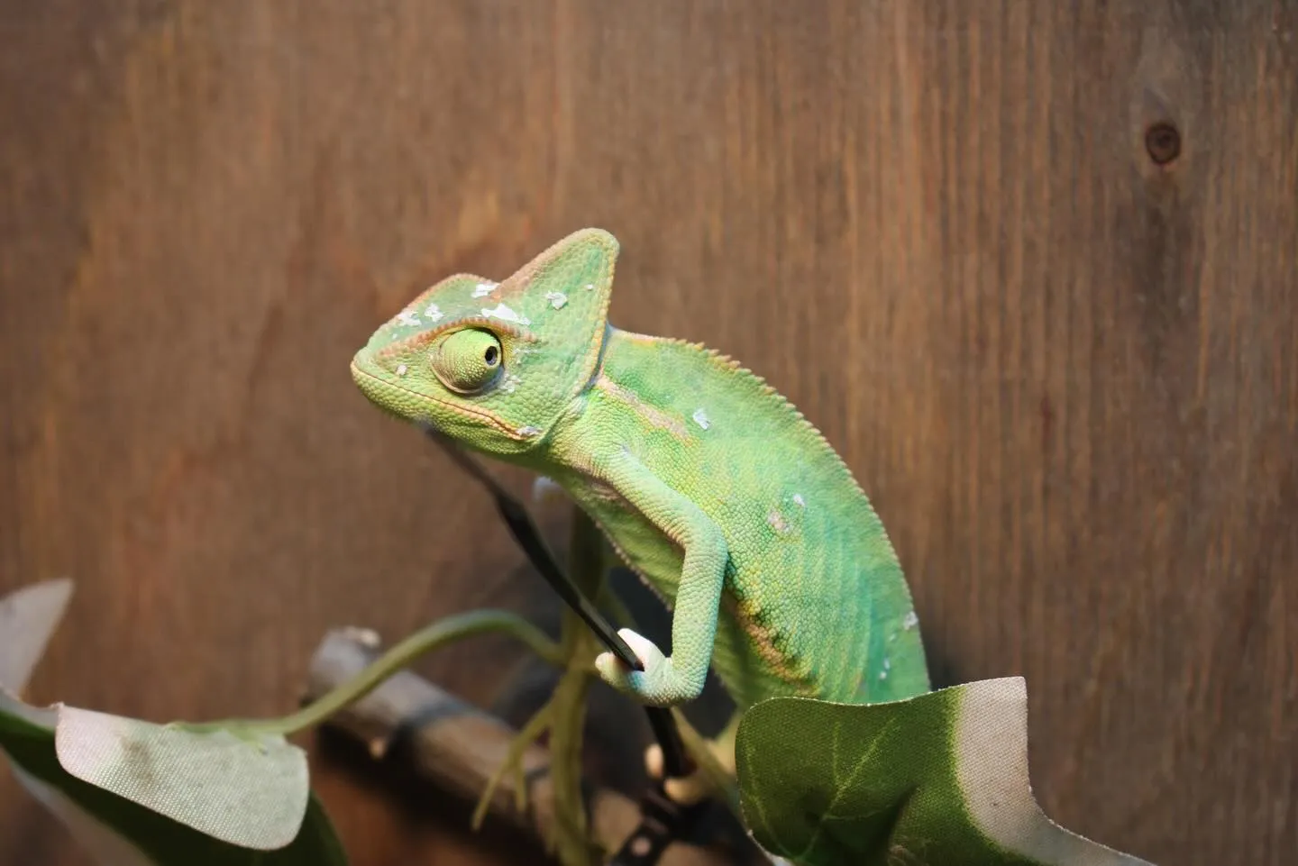 エボシカメレオン(Chamaeleo calyptratus...