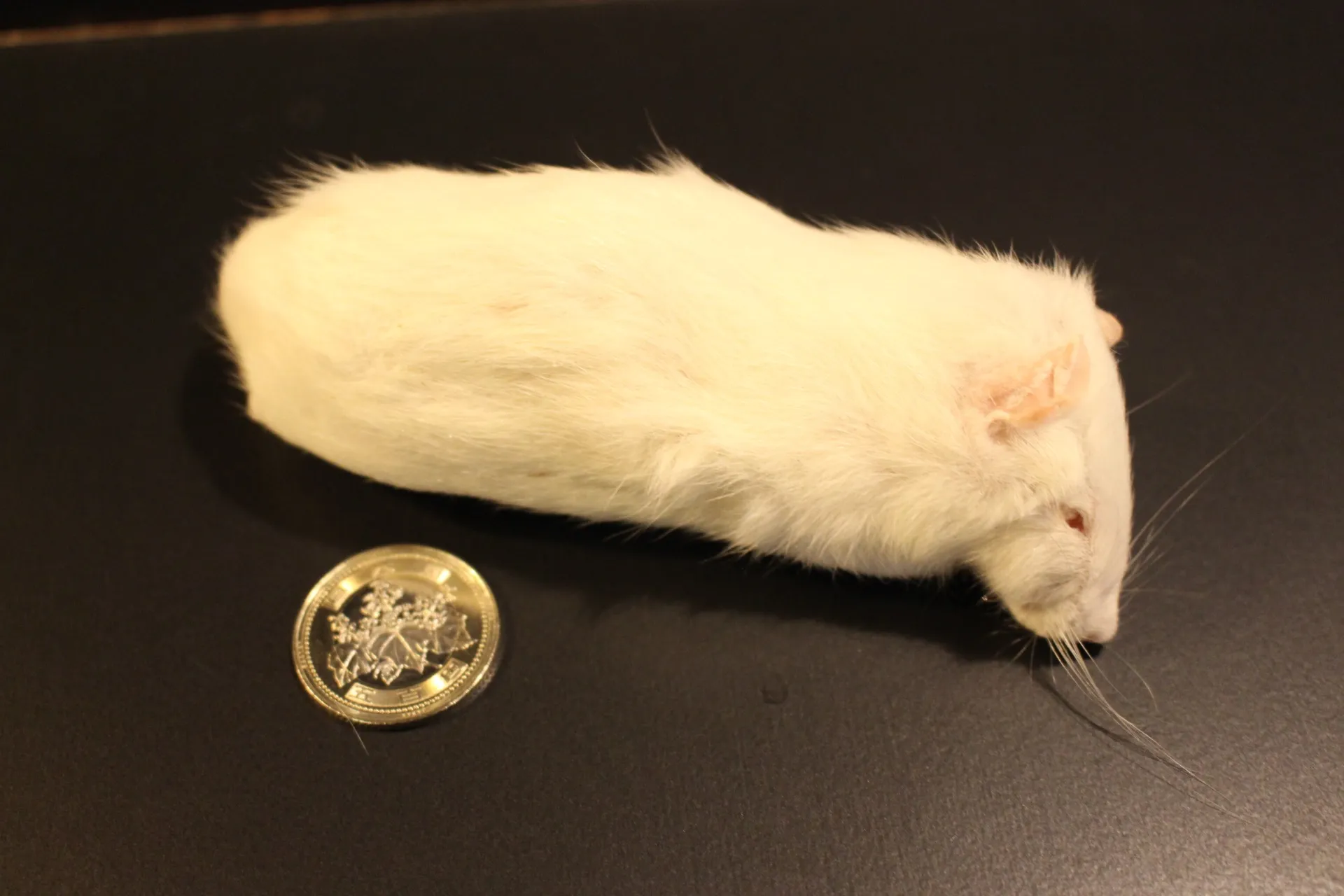 冷凍アダルトラットM