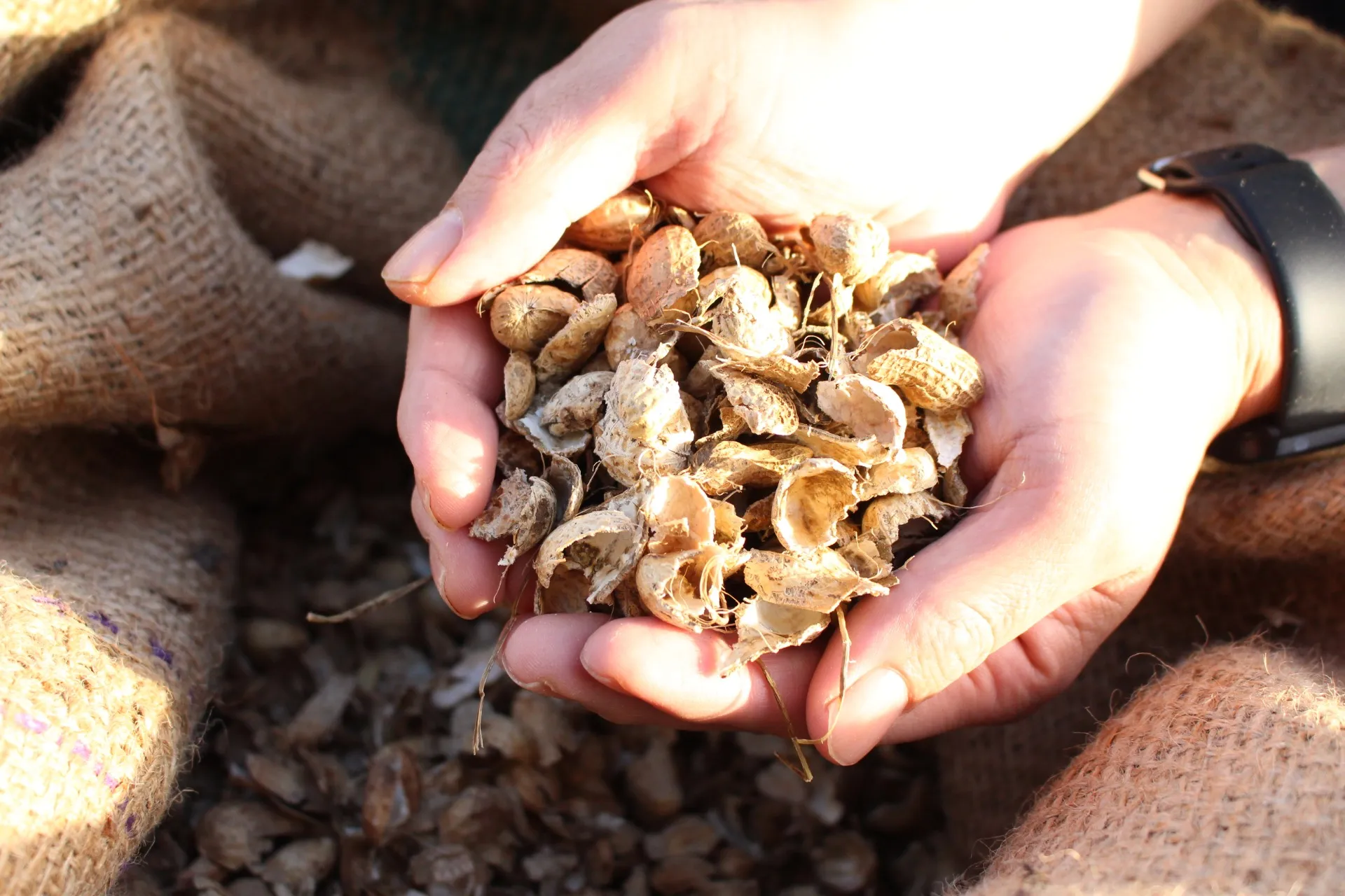 ピーナッツサンド