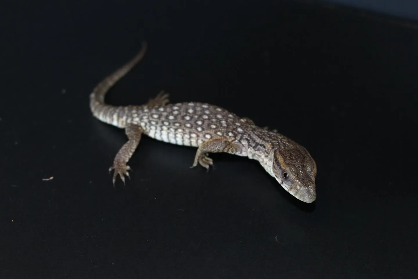 【新着生体】サバンナモニター(Varanus exanthe...