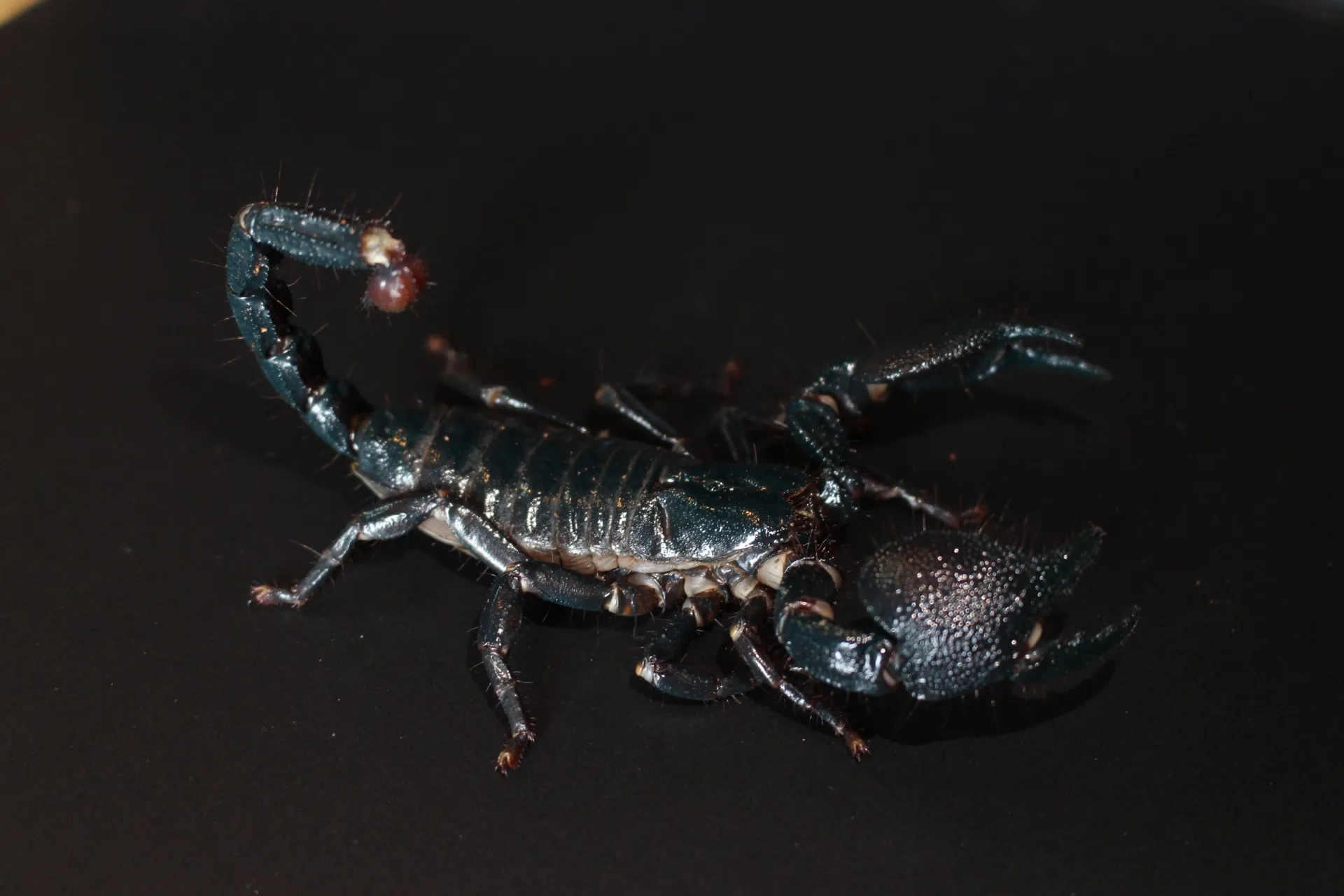 ダイオウサソリ