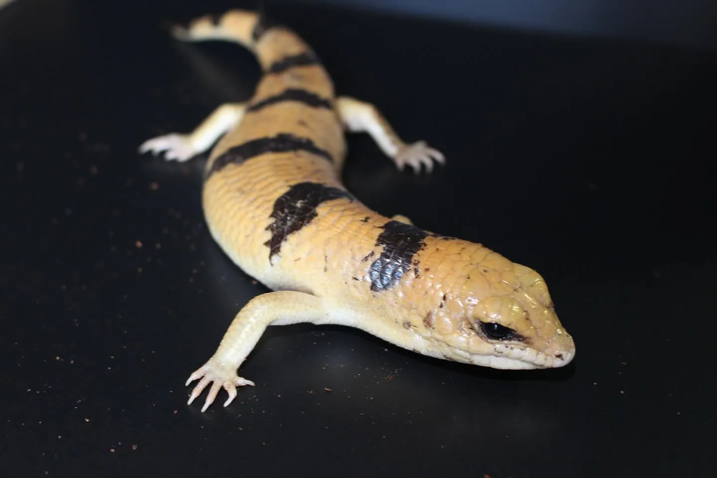 【新着生体】ピーターズバンデッドスキンク(Scincopus...