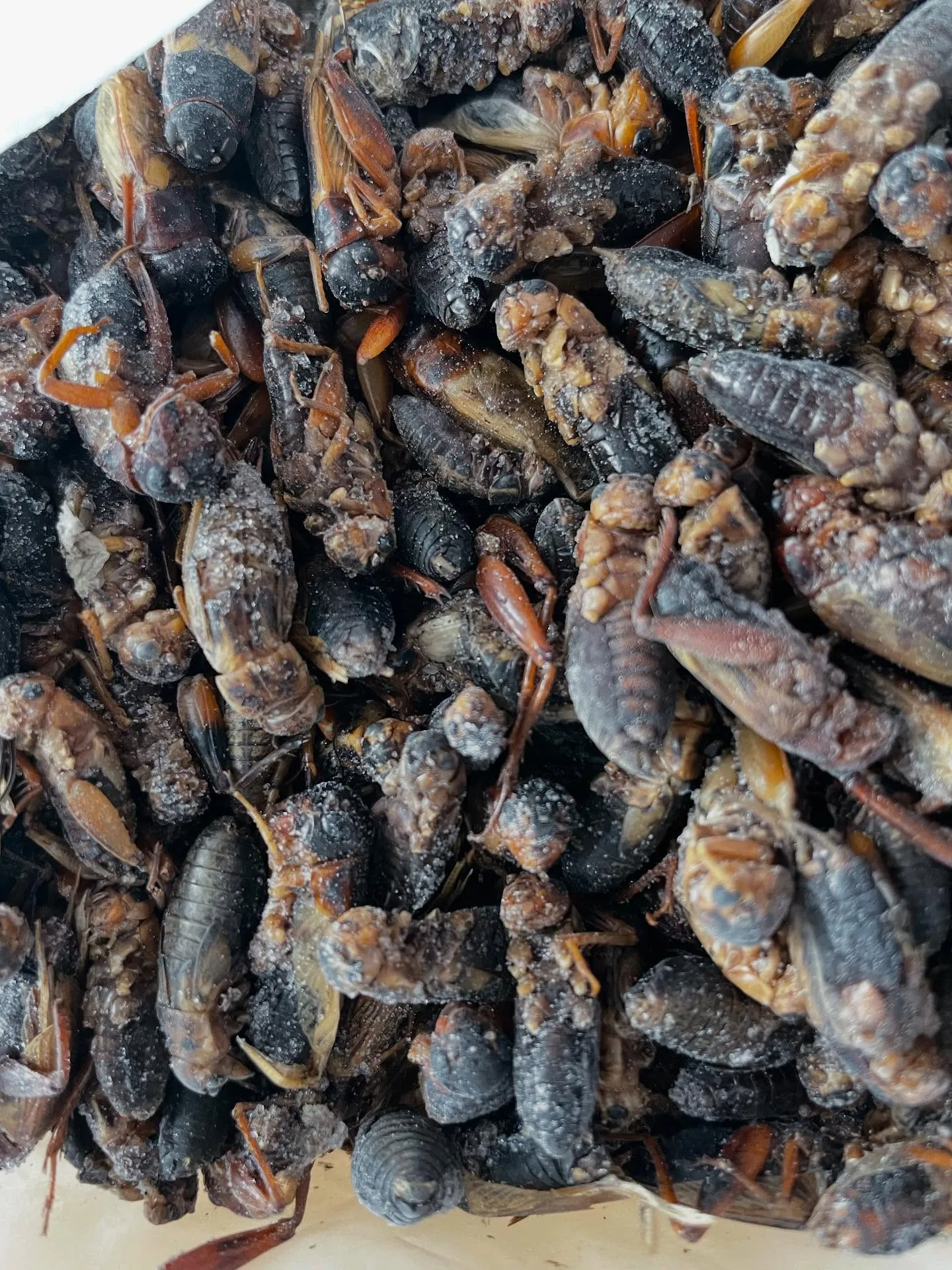 冷凍コオロギに新しいバリエーションを追加しました！