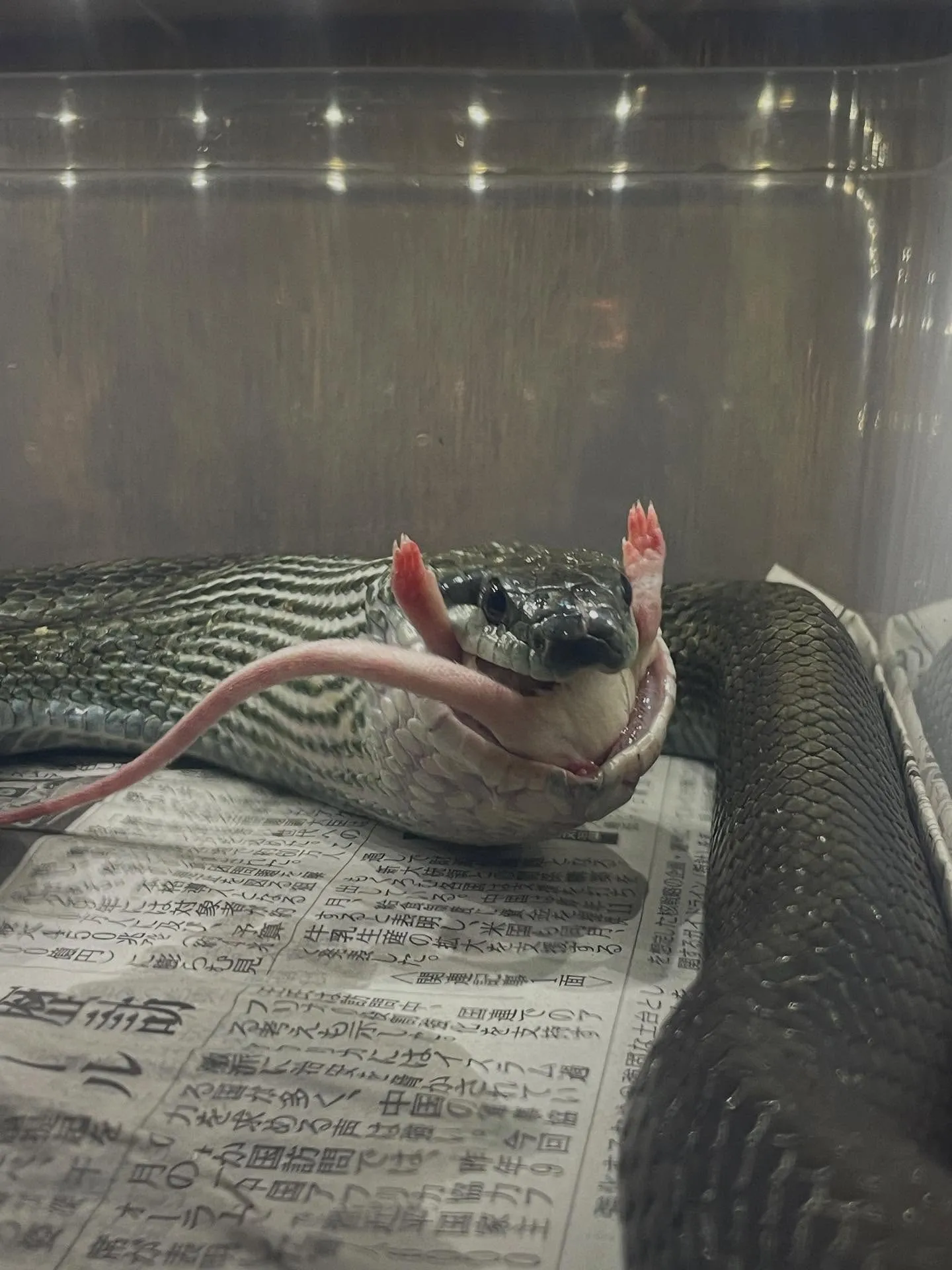 はちゅうるい屋では大ロットの冷凍餌の予約注文も承っております...