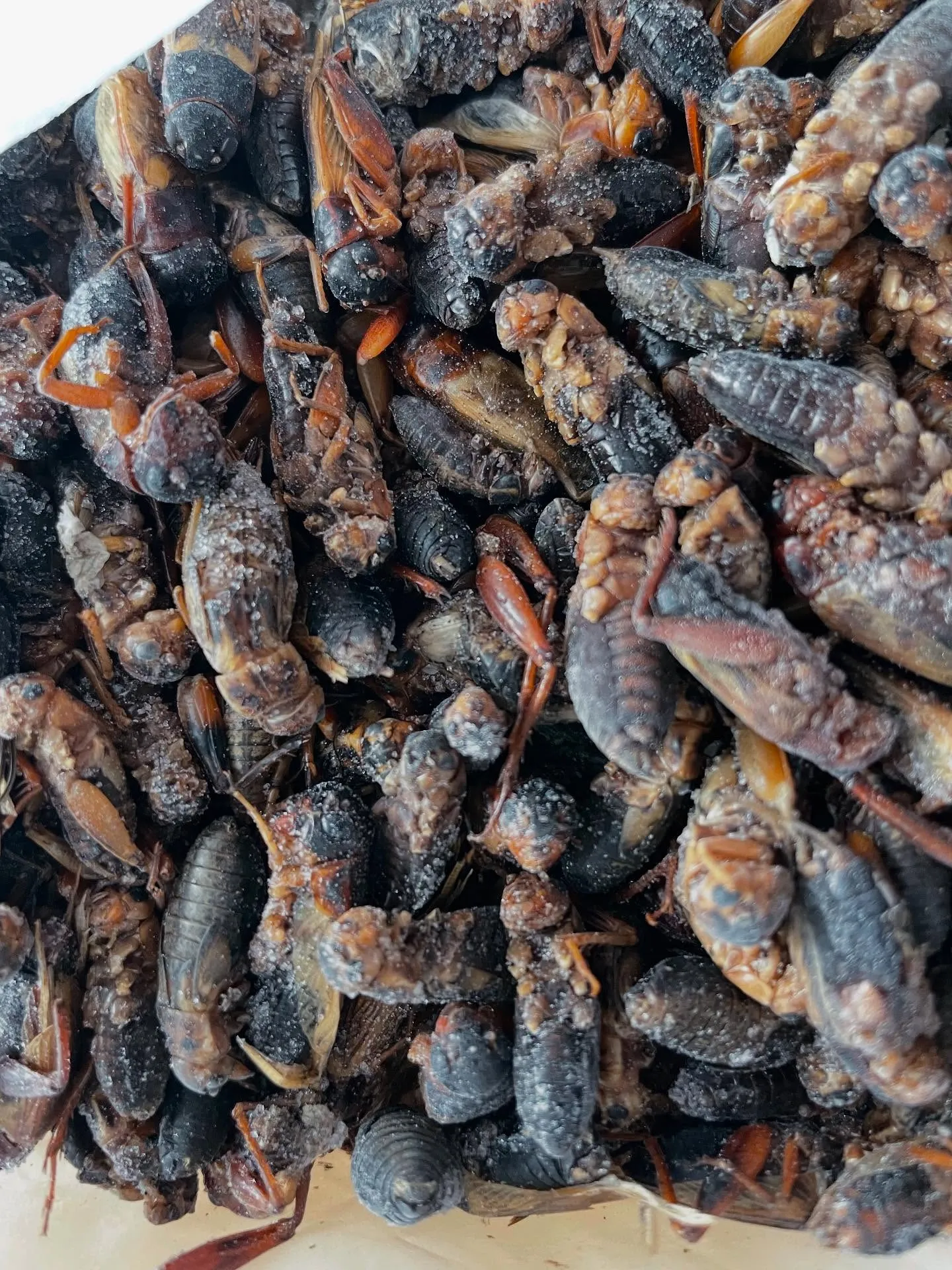 はちゅうるい屋では大ロットの冷凍餌の予約注文も承っております...