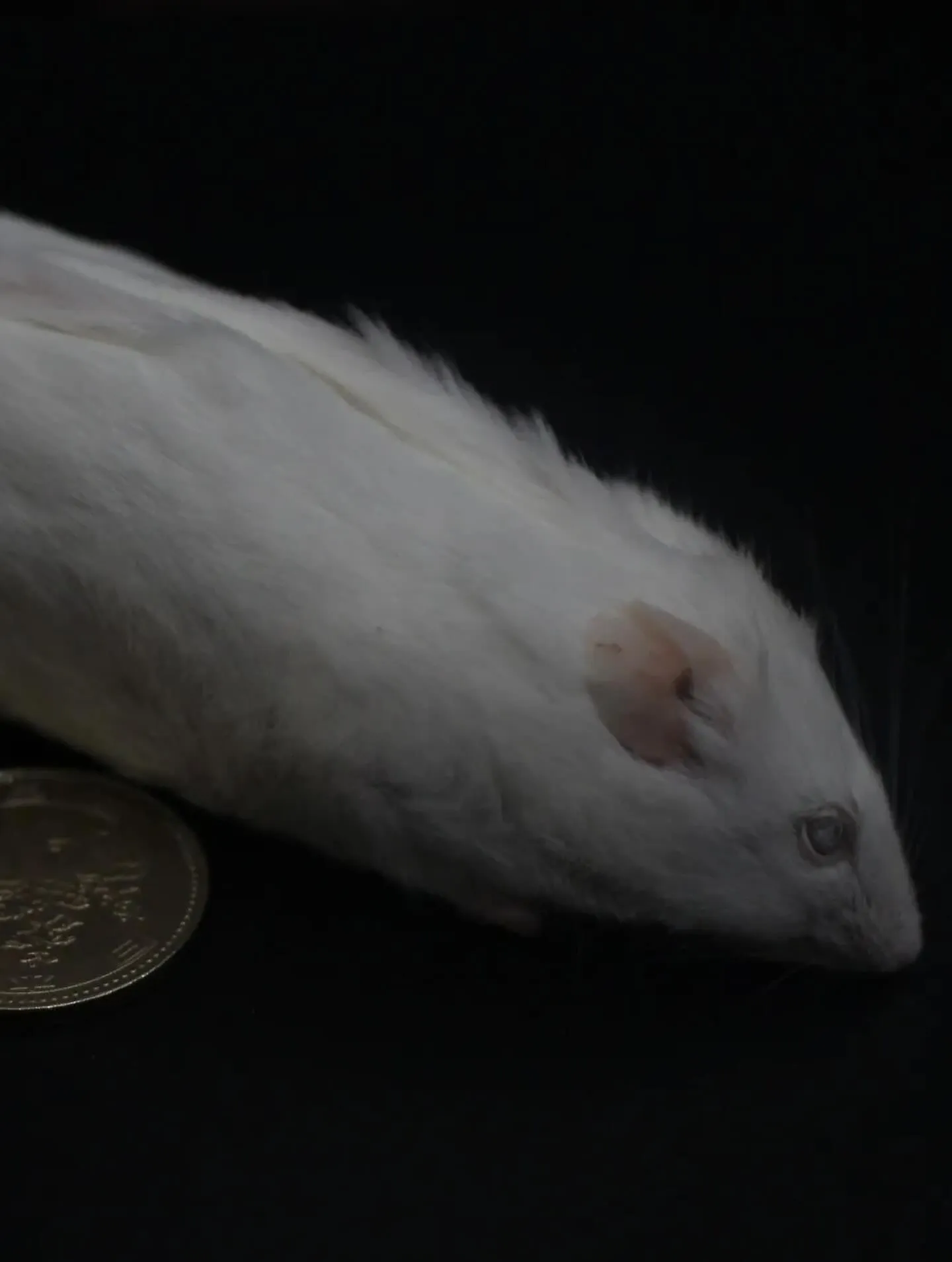 はちゅうるい屋では大ロットの冷凍餌の予約注文も承っております...