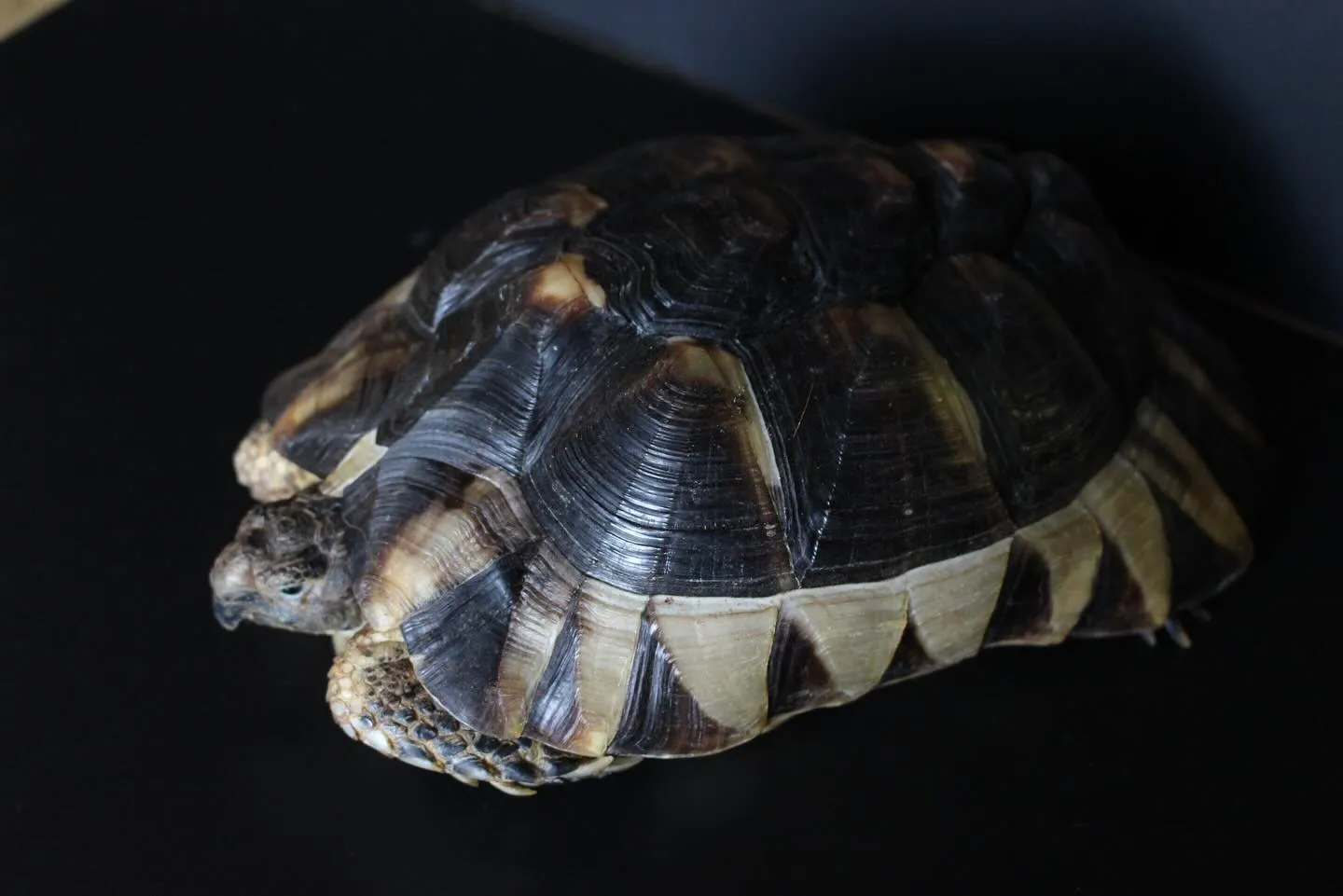 元気いっぱい！フチゾリリクガメ(Testudo margin...