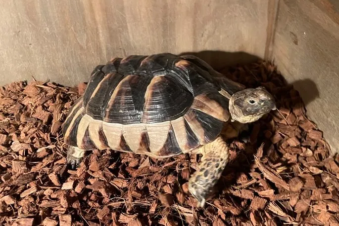 元気いっぱい！フチゾリリクガメ(Testudo margin...