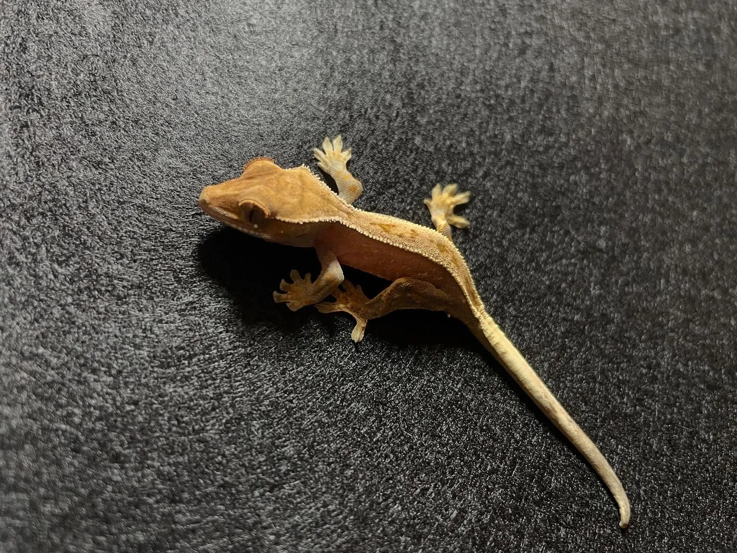 【新着生体】クレスとレオパ来ました！