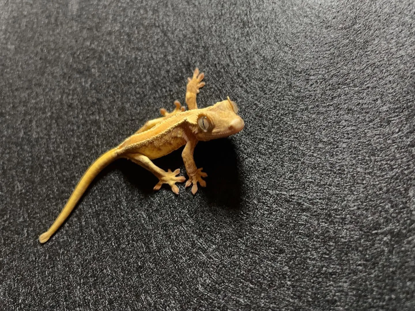 【新着生体】クレスとレオパ来ました！