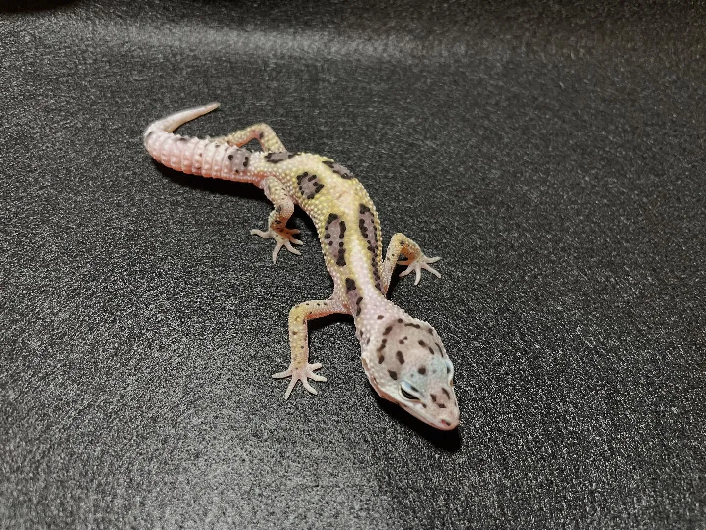 【新着生体】クレスとレオパ来ました！