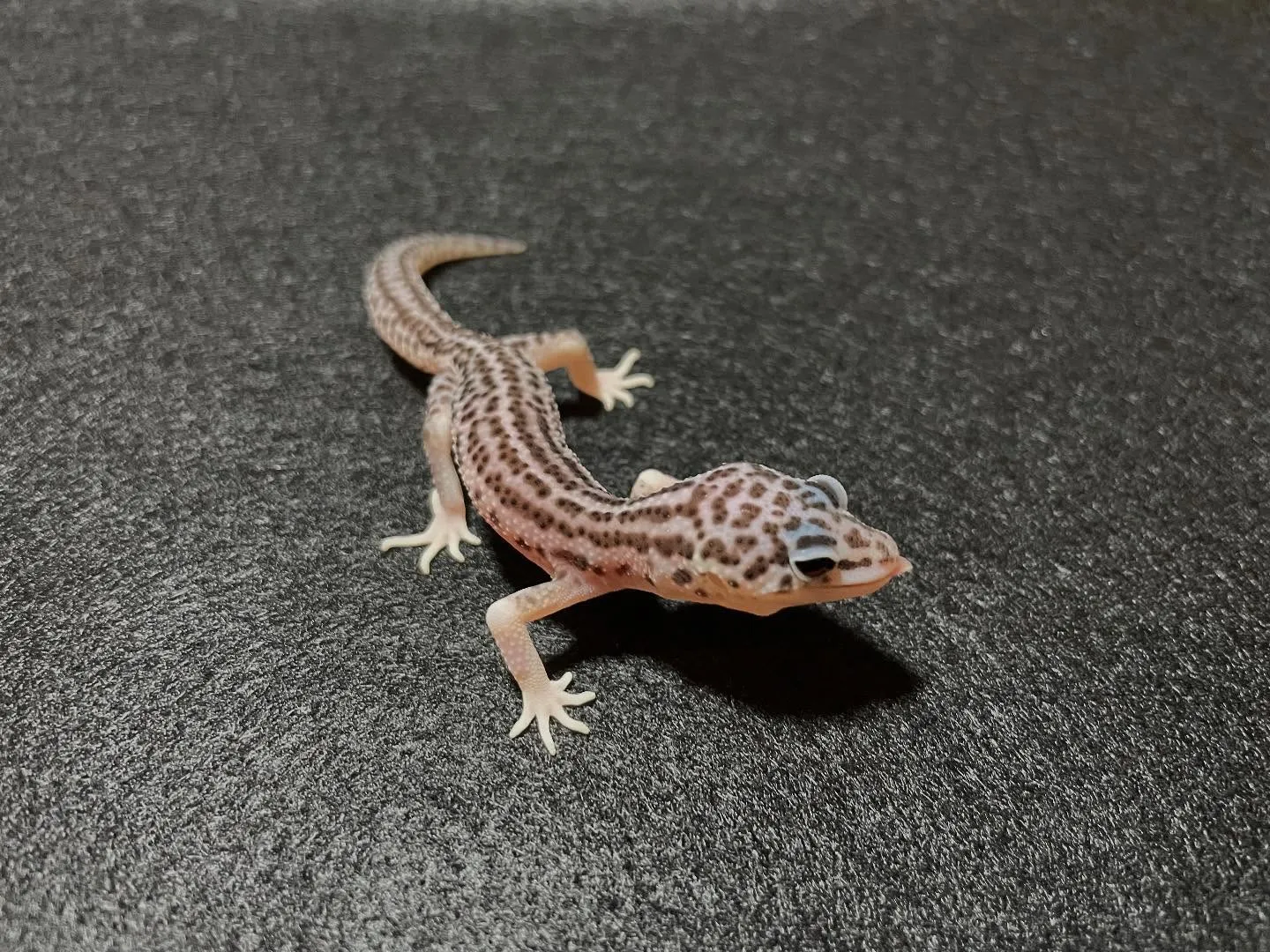 【新着生体】クレスとレオパ来ました！