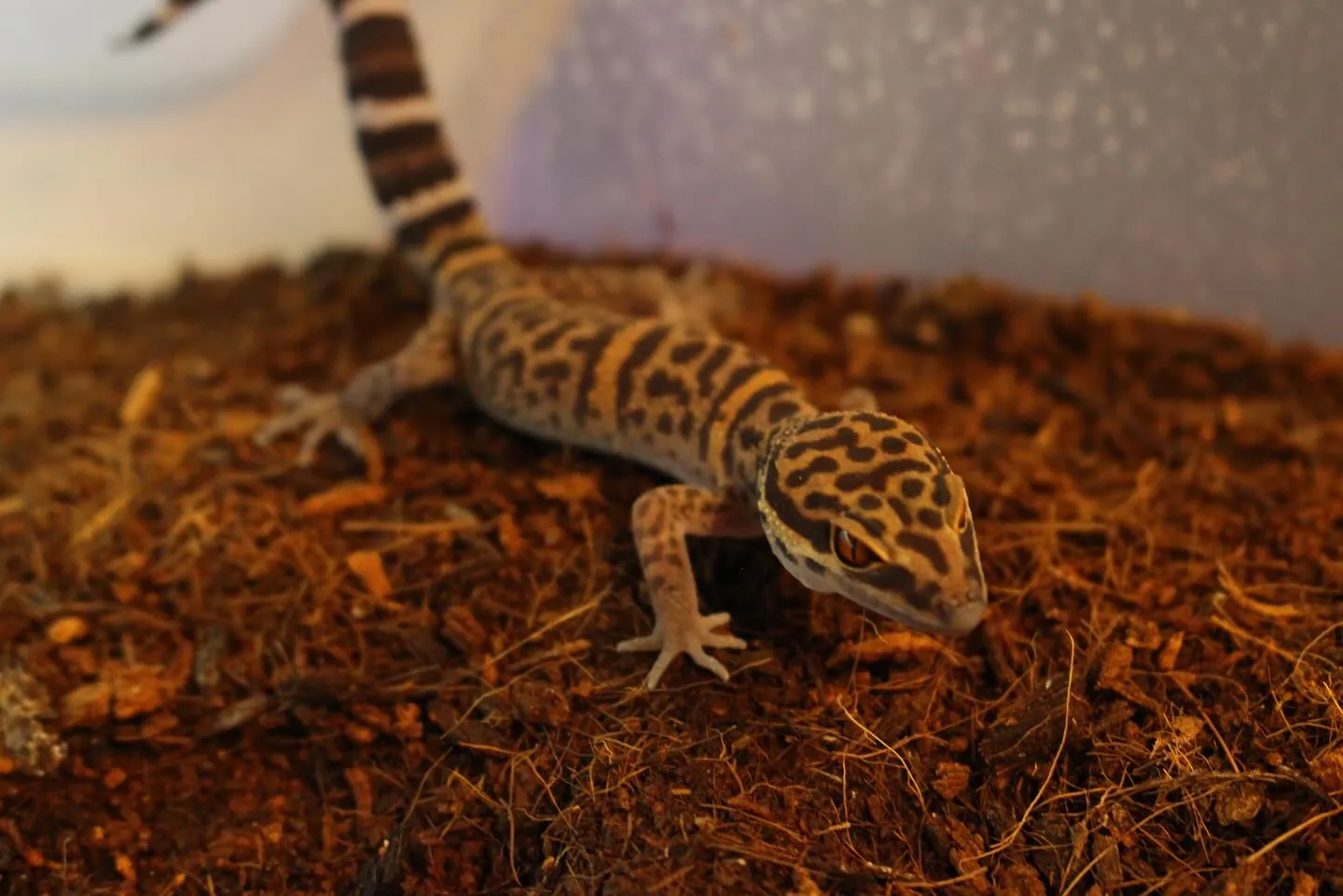 バワンリントカゲモドキ(Goniurosaurus bawa...