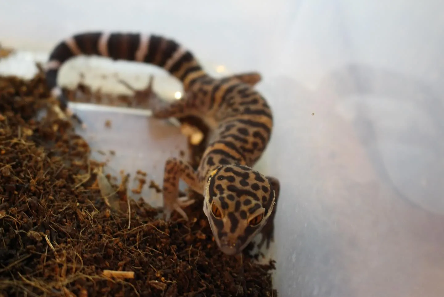 バワンリントカゲモドキ(Goniurosaurus bawa...