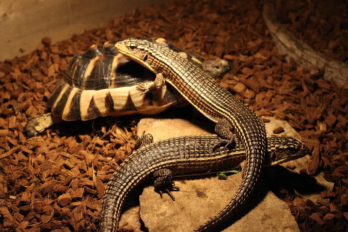 トーゴオニプレートトカゲ(Broadleysaurus ma...