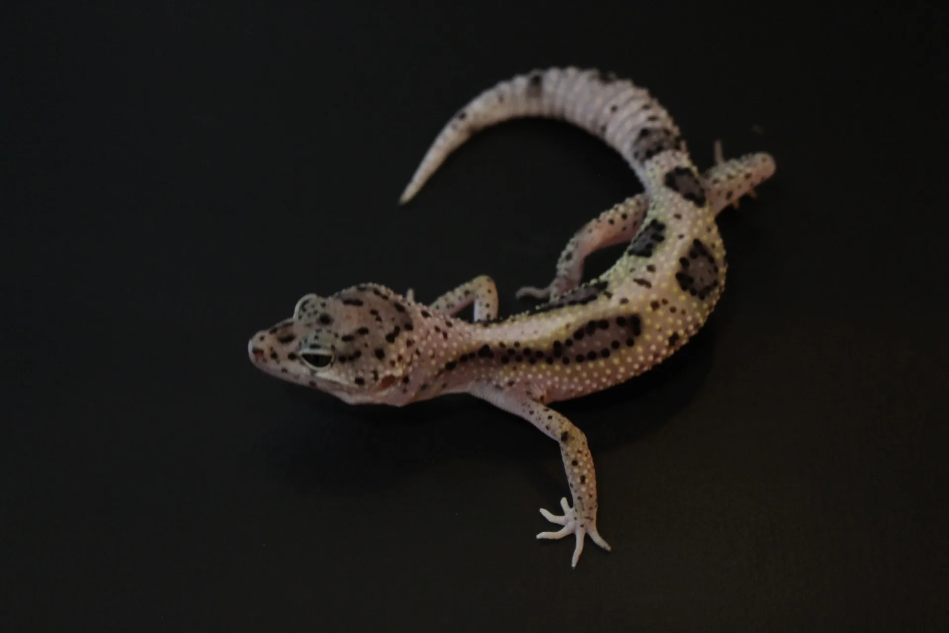 ヒョウモントカゲモドキ