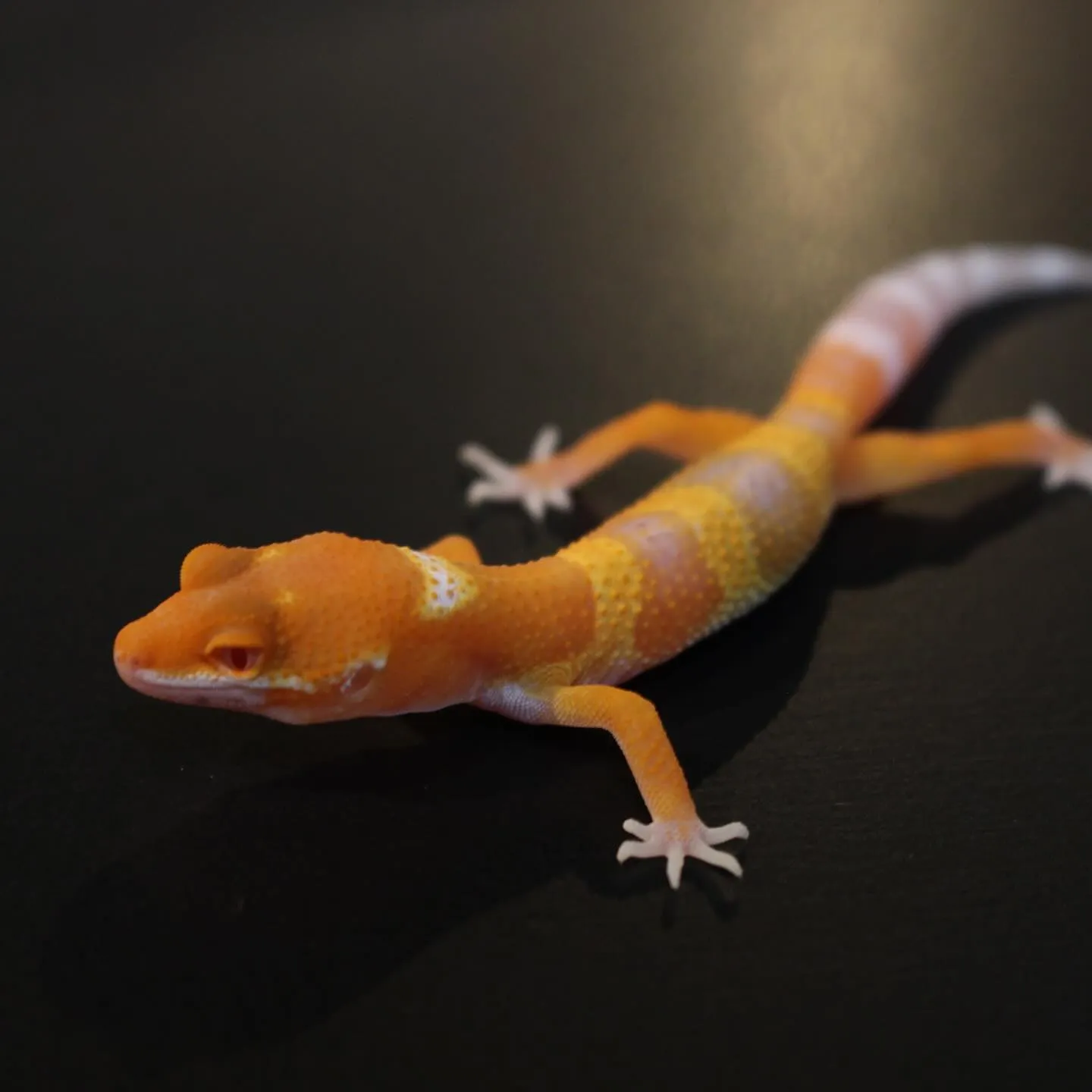 ヒョウモントカゲモドキ