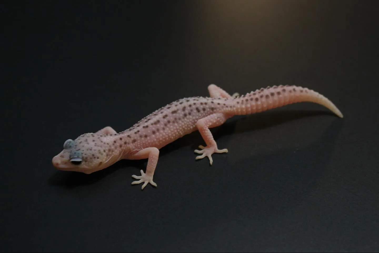 ヒョウモントカゲモドキ