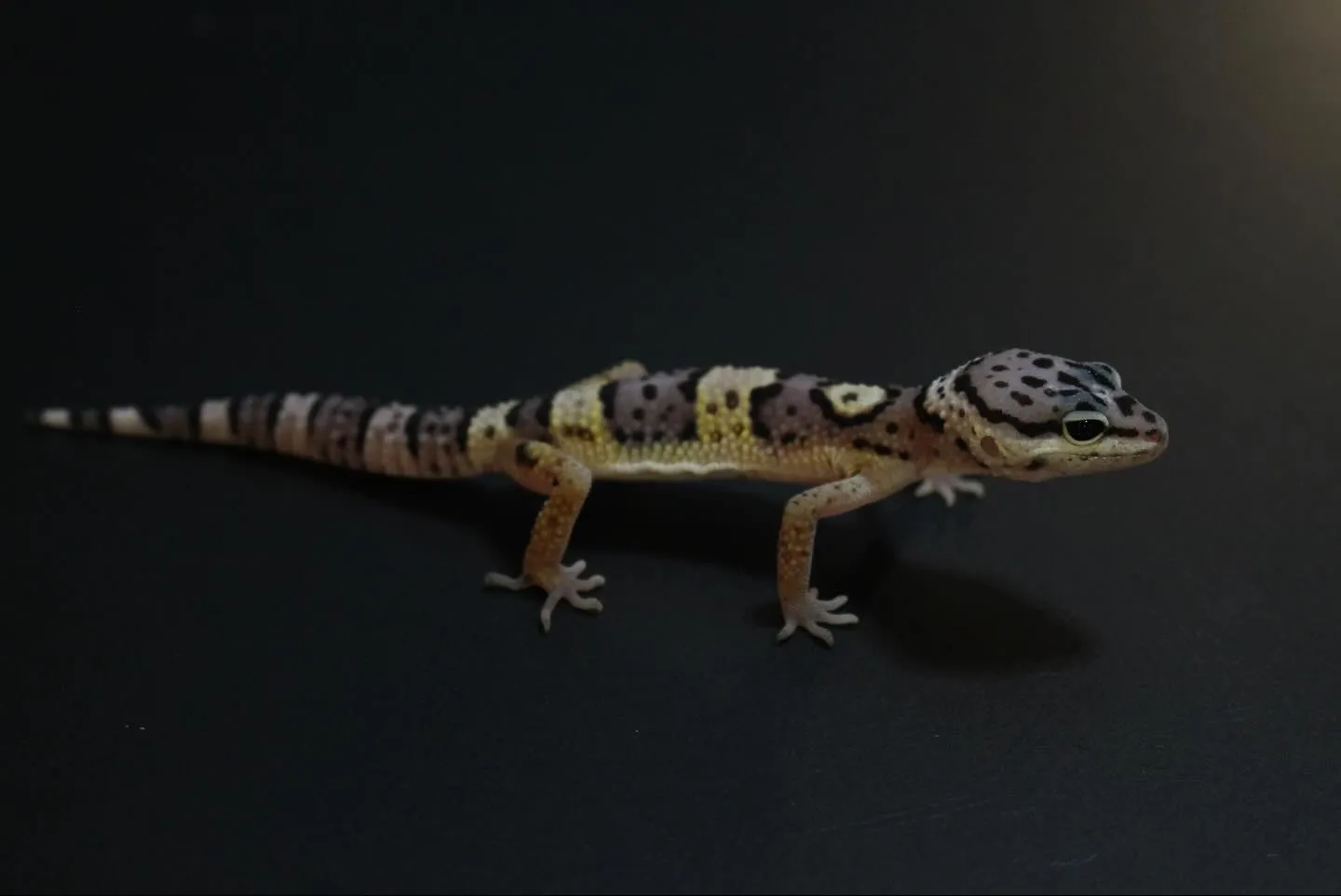 ヒョウモントカゲモドキ