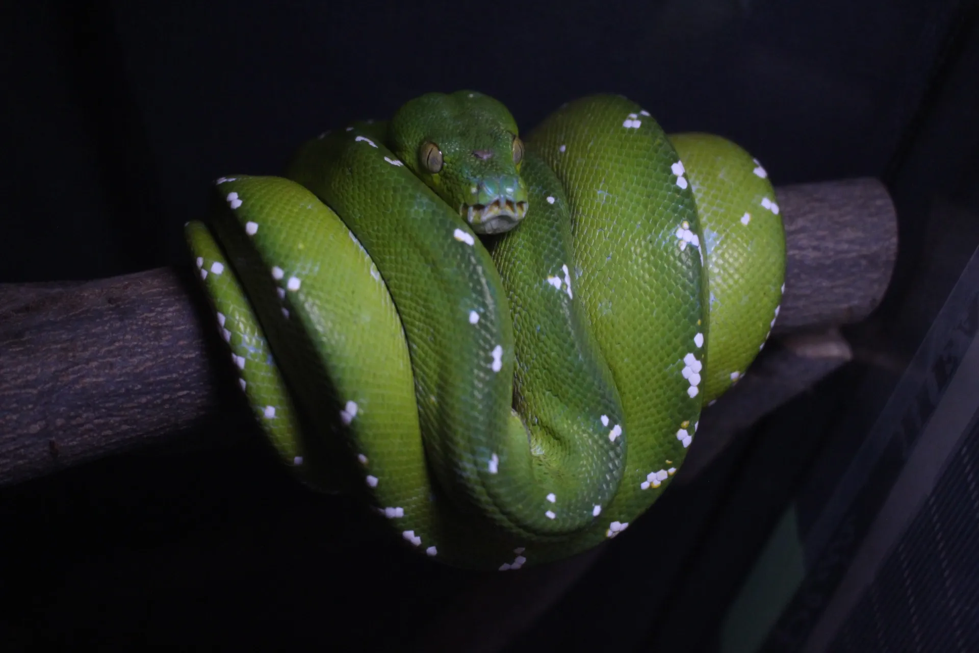 グリーンパイソン