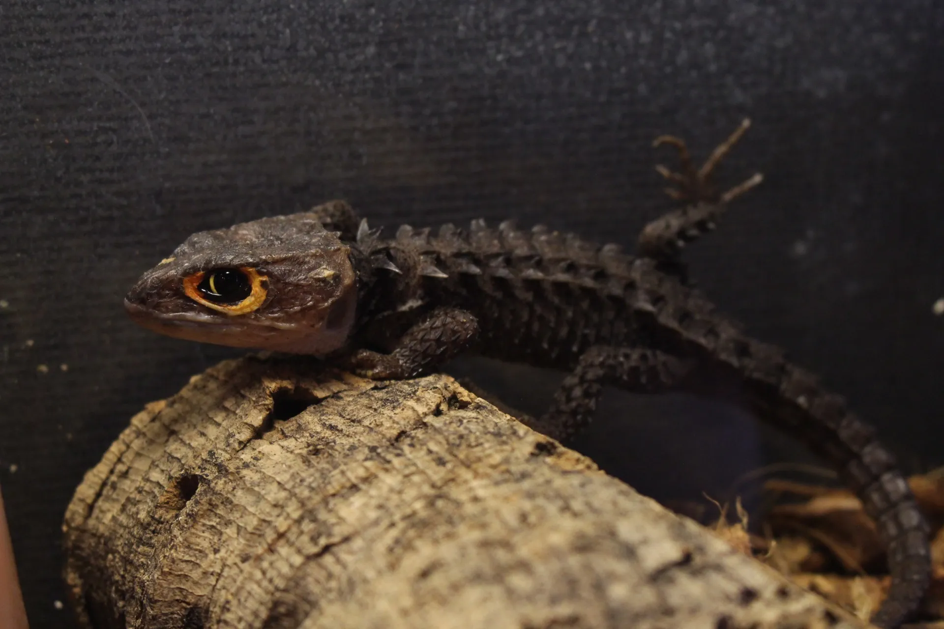 アカメカブトトカゲ