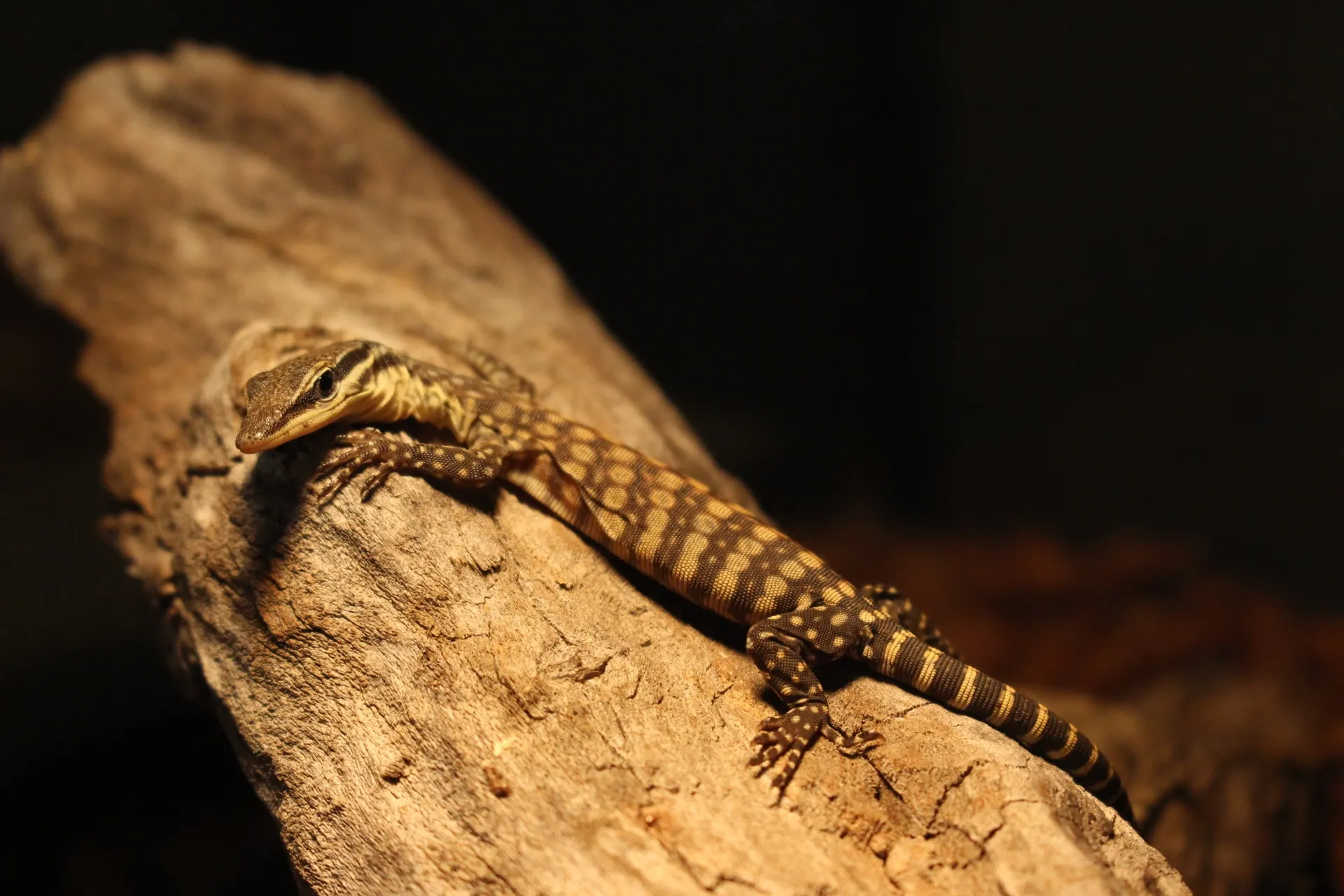 キンバリーロックモニター