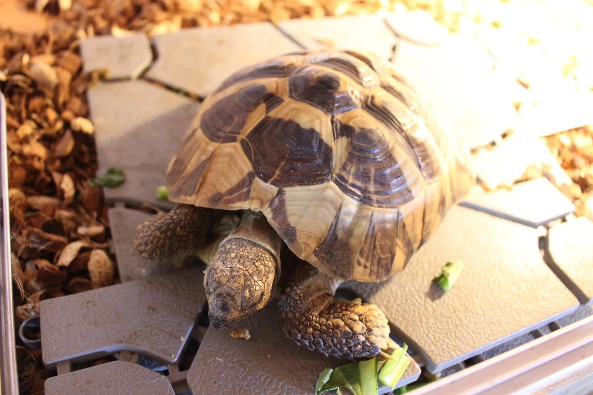 ヒガシヘルマンリクガメ