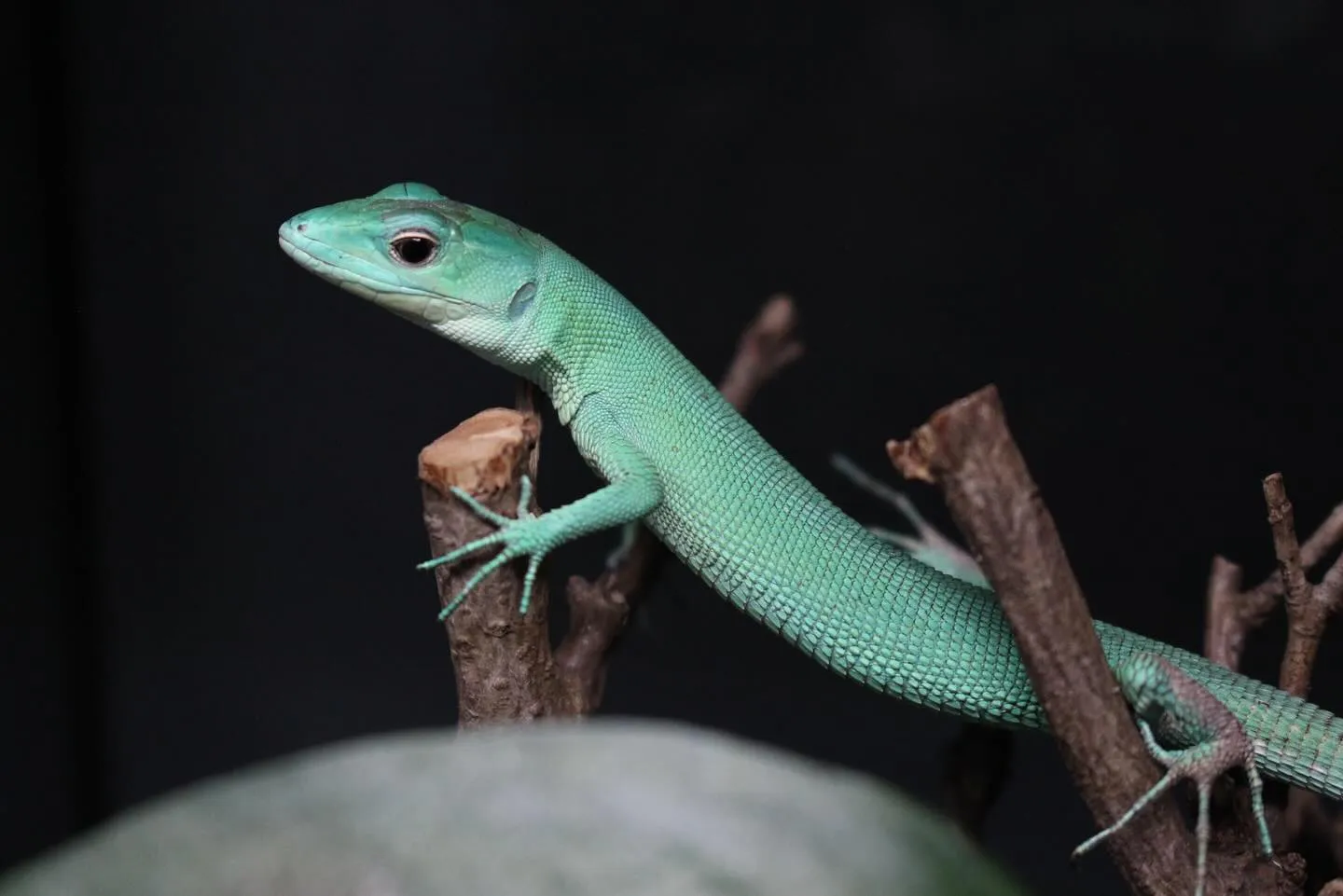 ミドリガストロカナヘビ