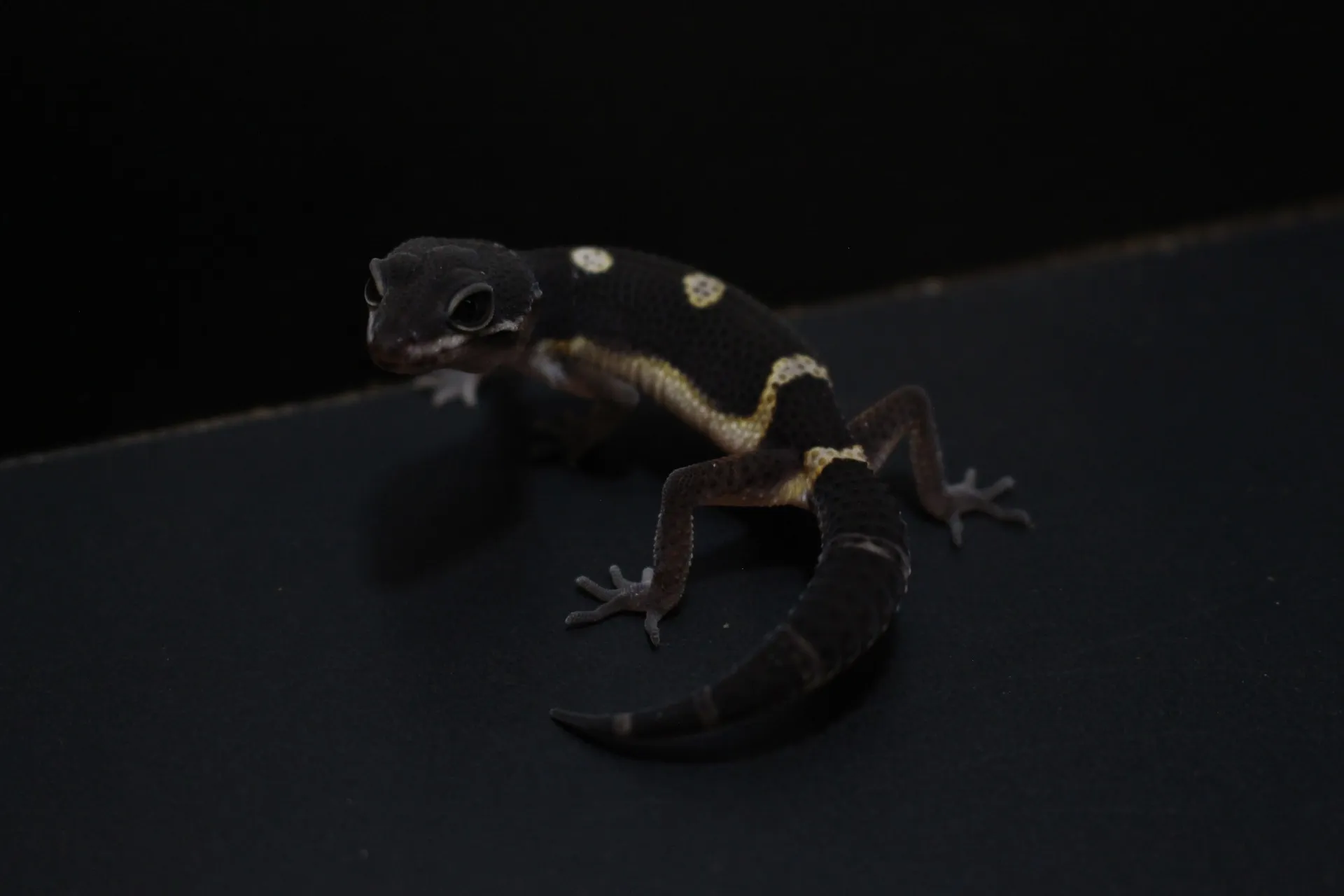 ヒョウモントカゲモドキ