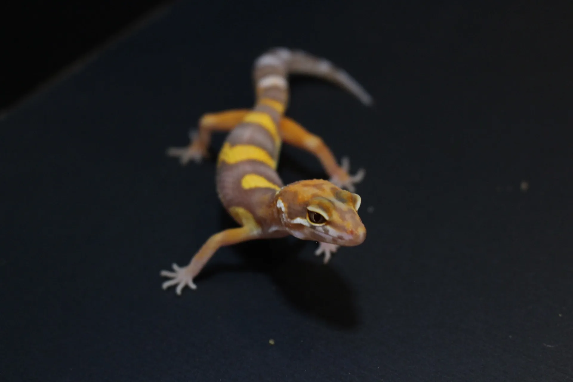 ヒョウモントカゲモドキ