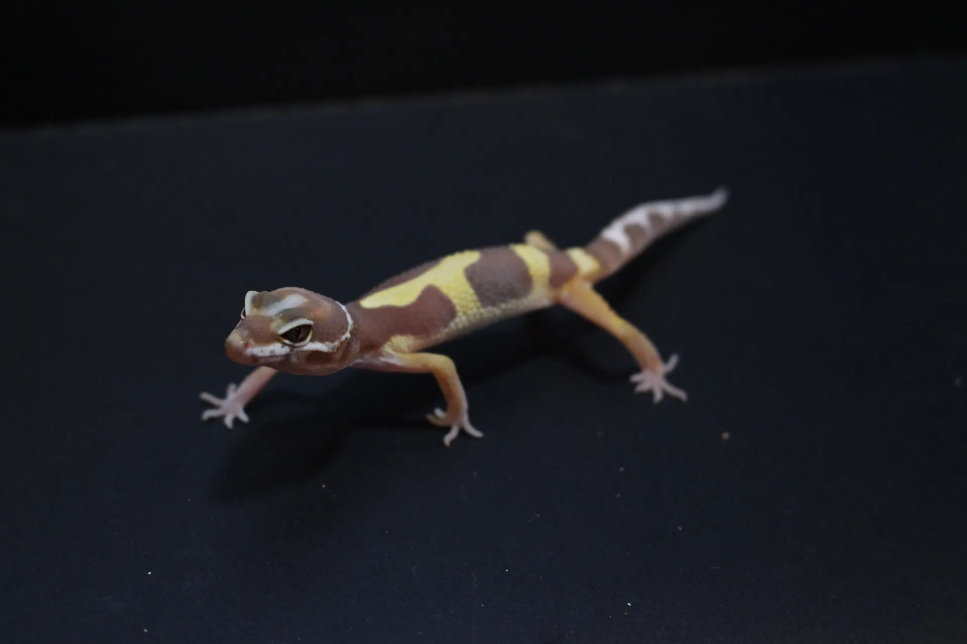 ヒョウモントカゲモドキ