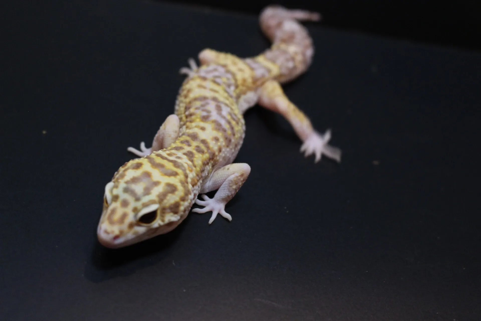 ヒョウモントカゲモドキ