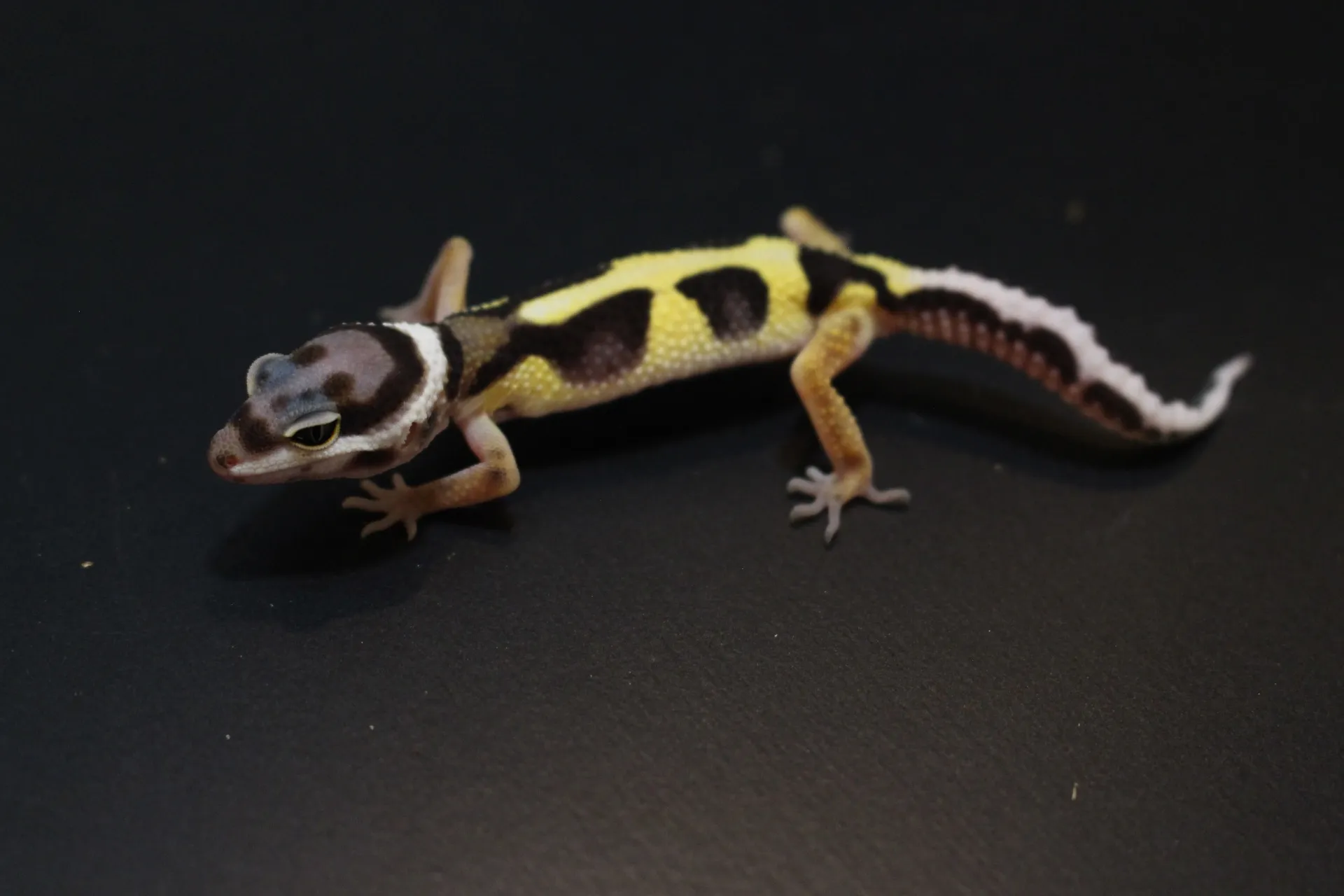 ヒョウモントカゲモドキ