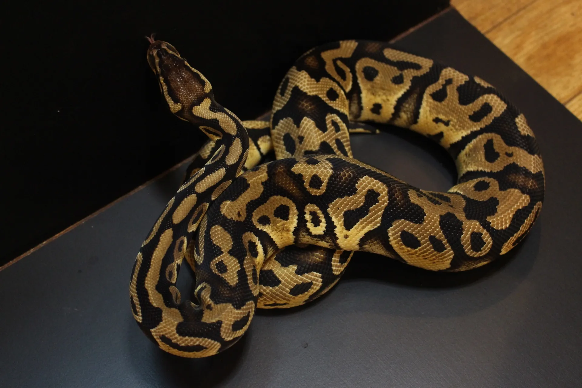 ボールパイソン