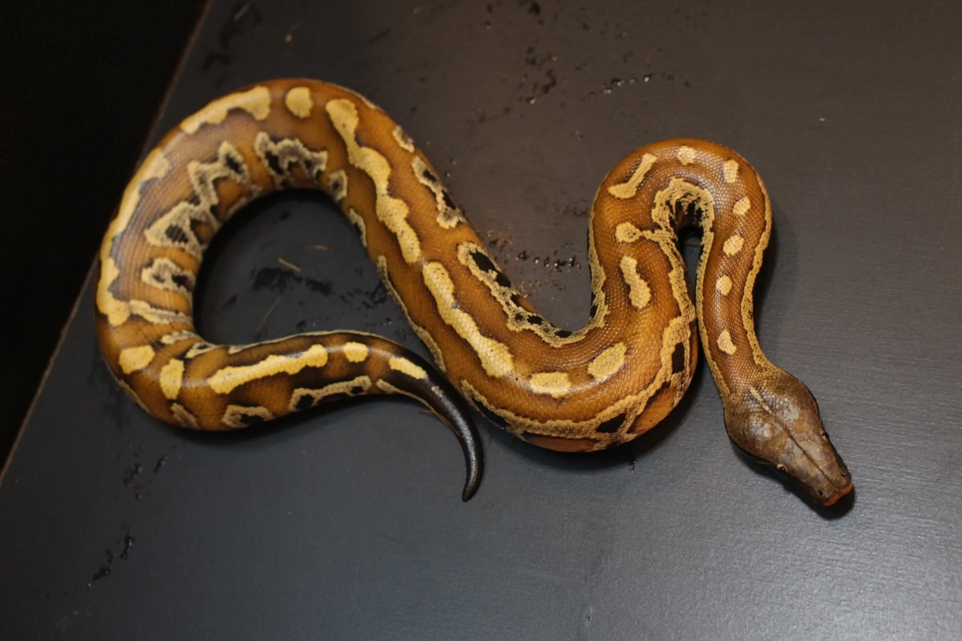 マラヤンブラッドパイソン