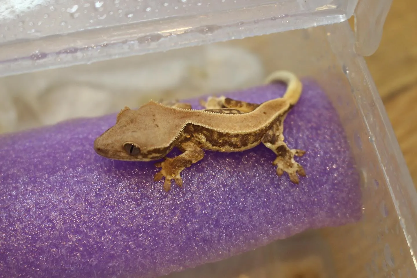 クレステッドゲッコー