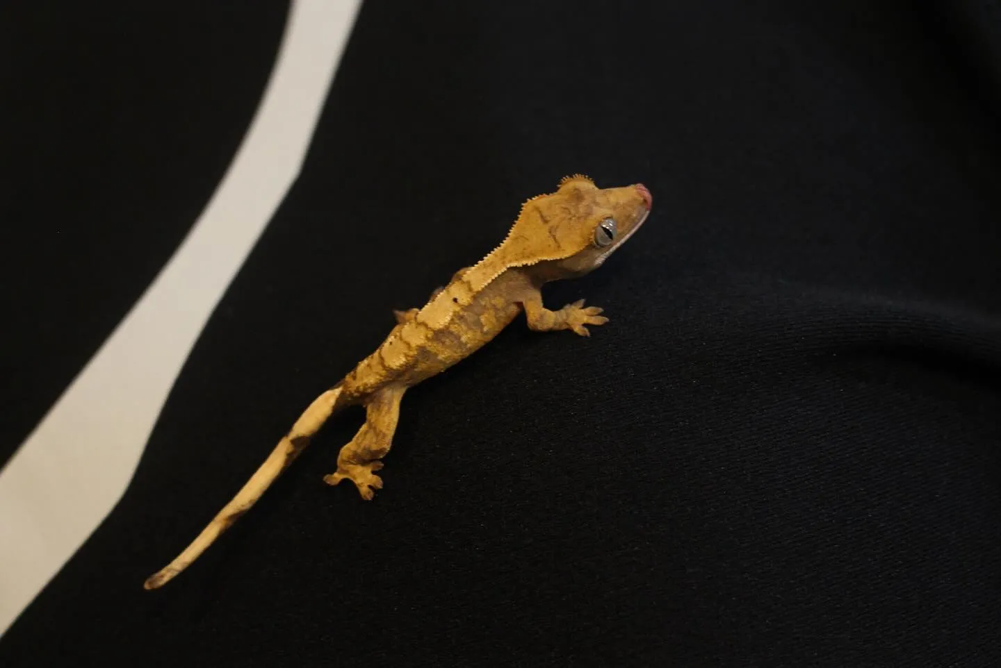 クレステッドゲッコー