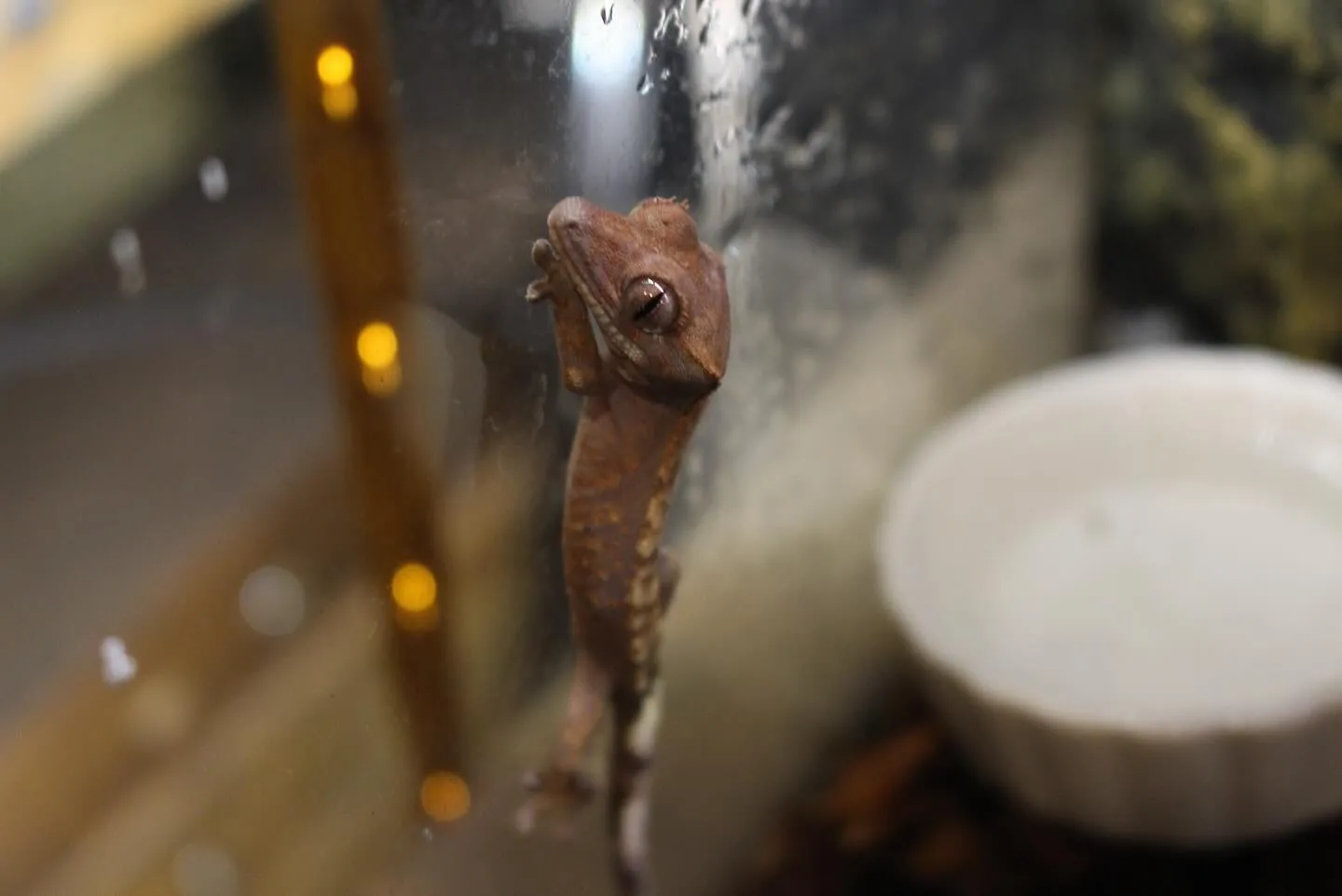 クレステッドゲッコー