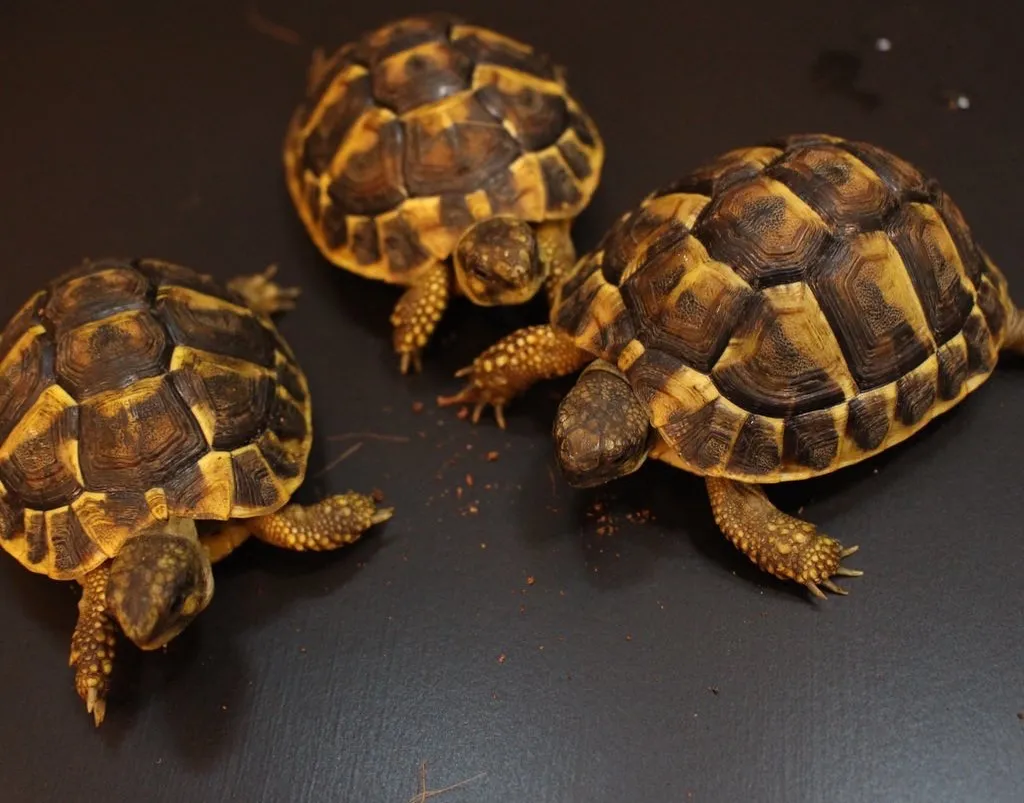 ニシヘルマンリクガメ