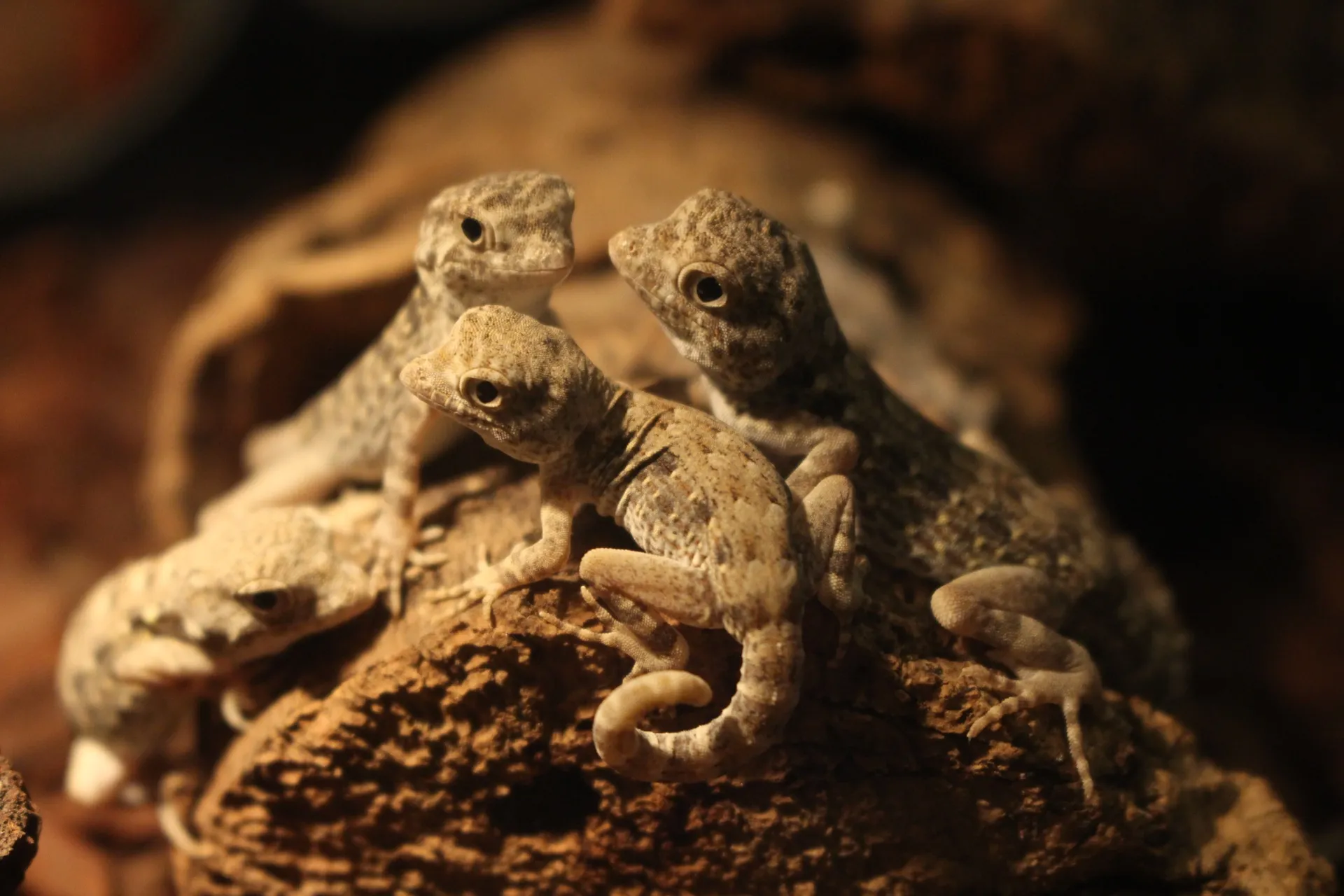 カータートゲオヤモリ