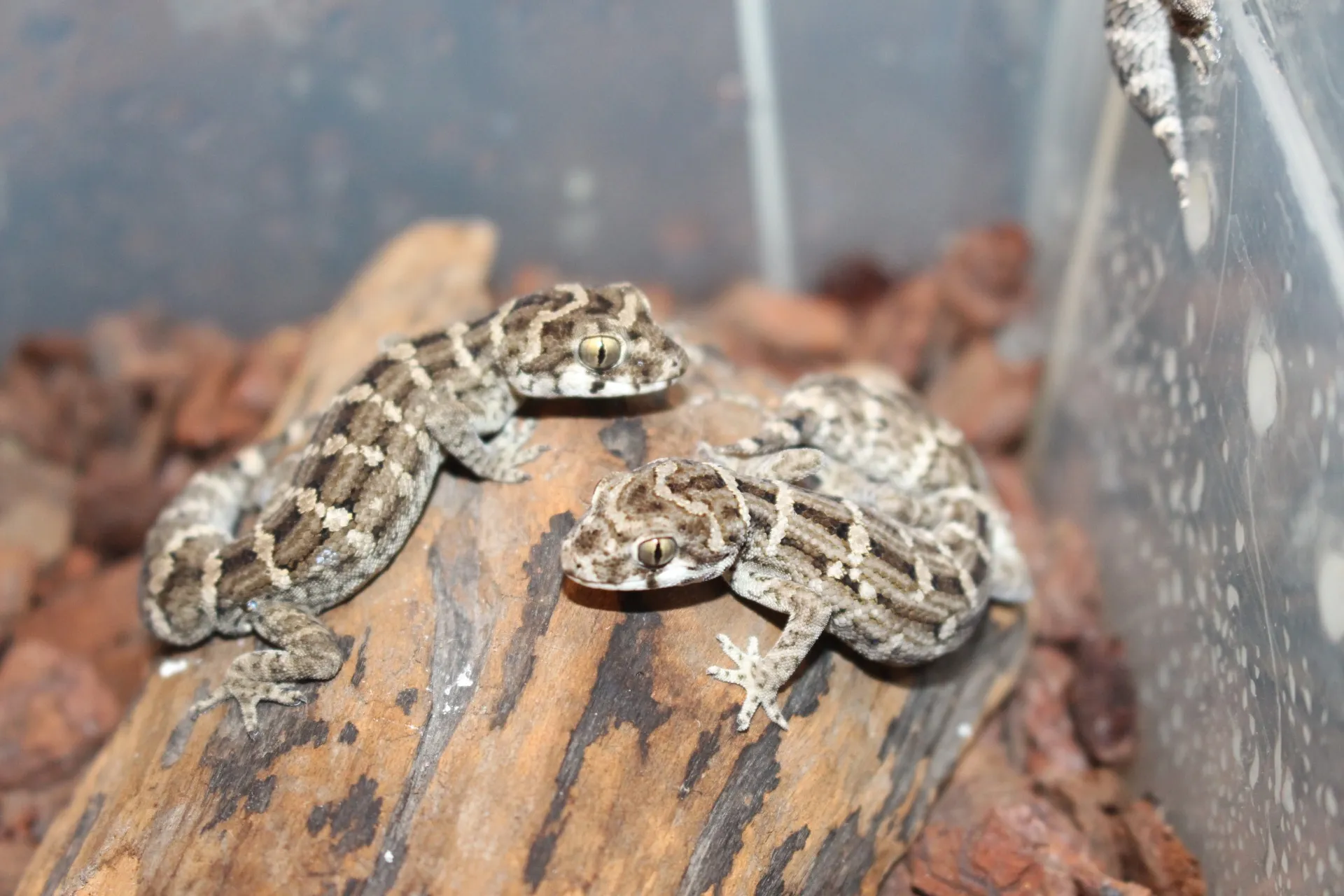 マツカサヤモリ