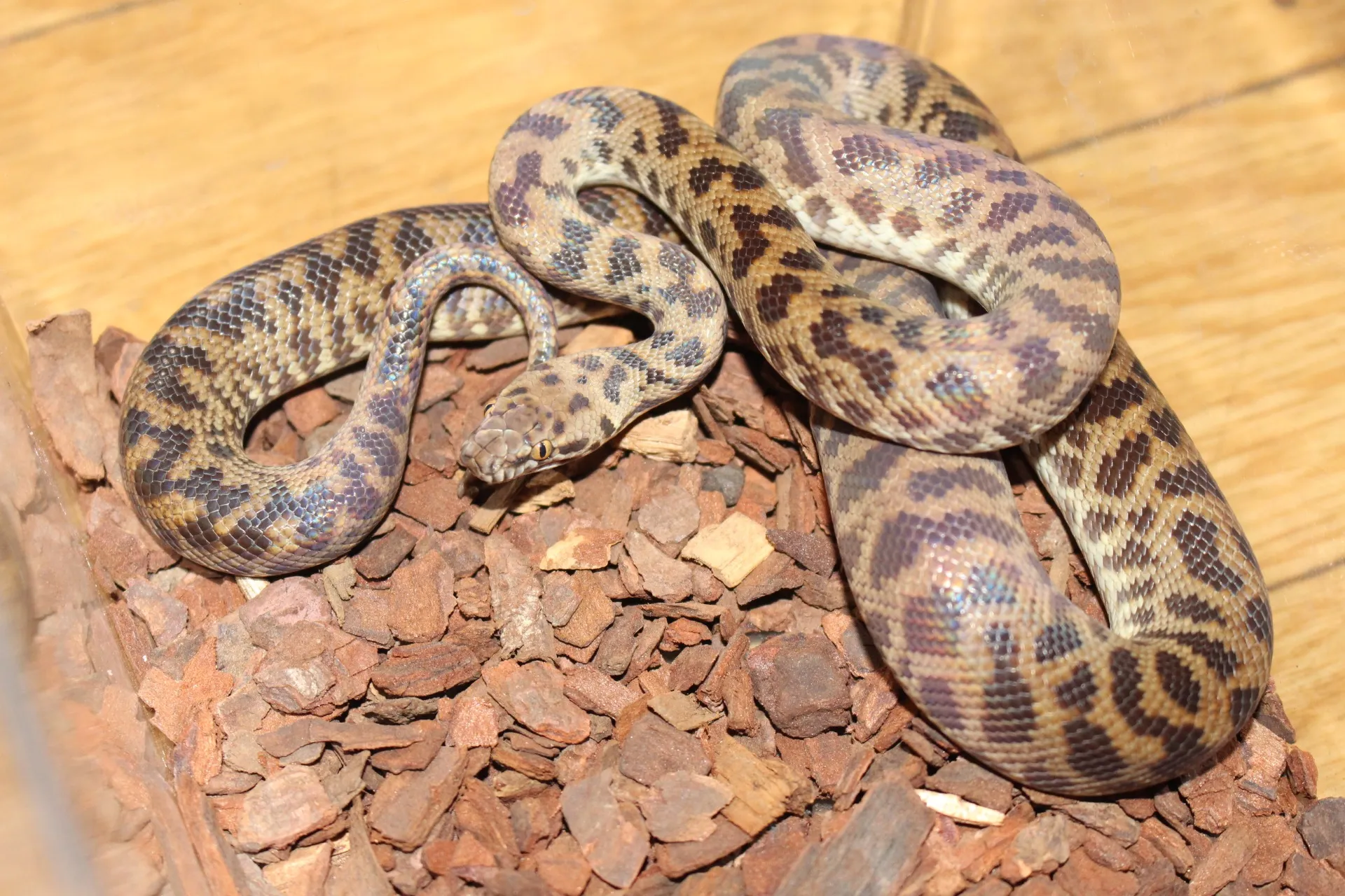 スポッテッドパイソン