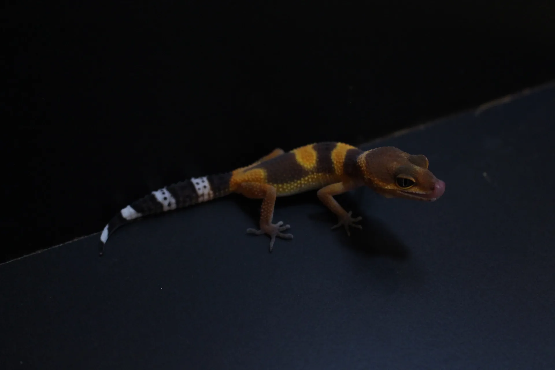 ヒョウモントカゲモドキ