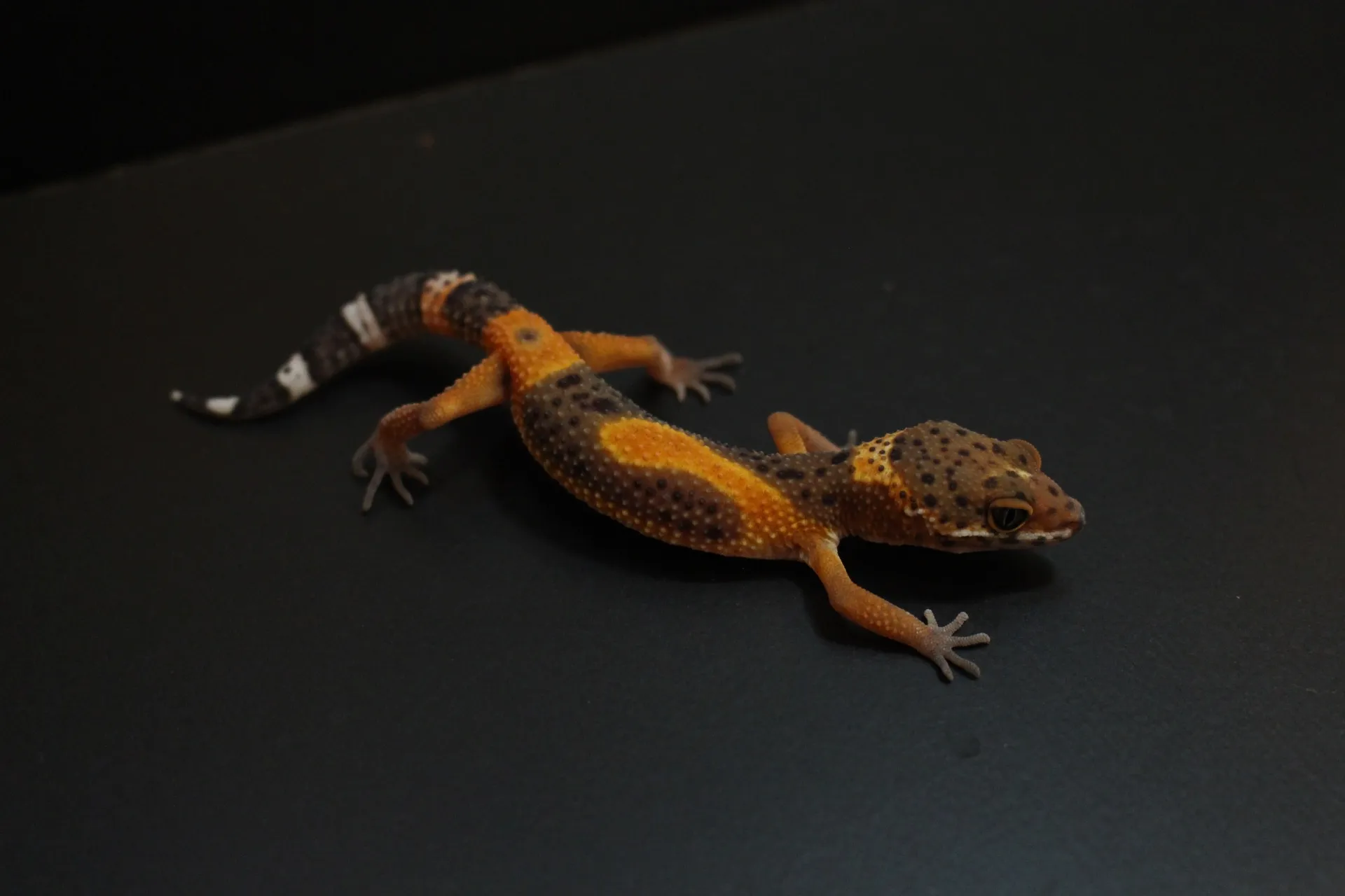 ヒョウモントカゲモドキ