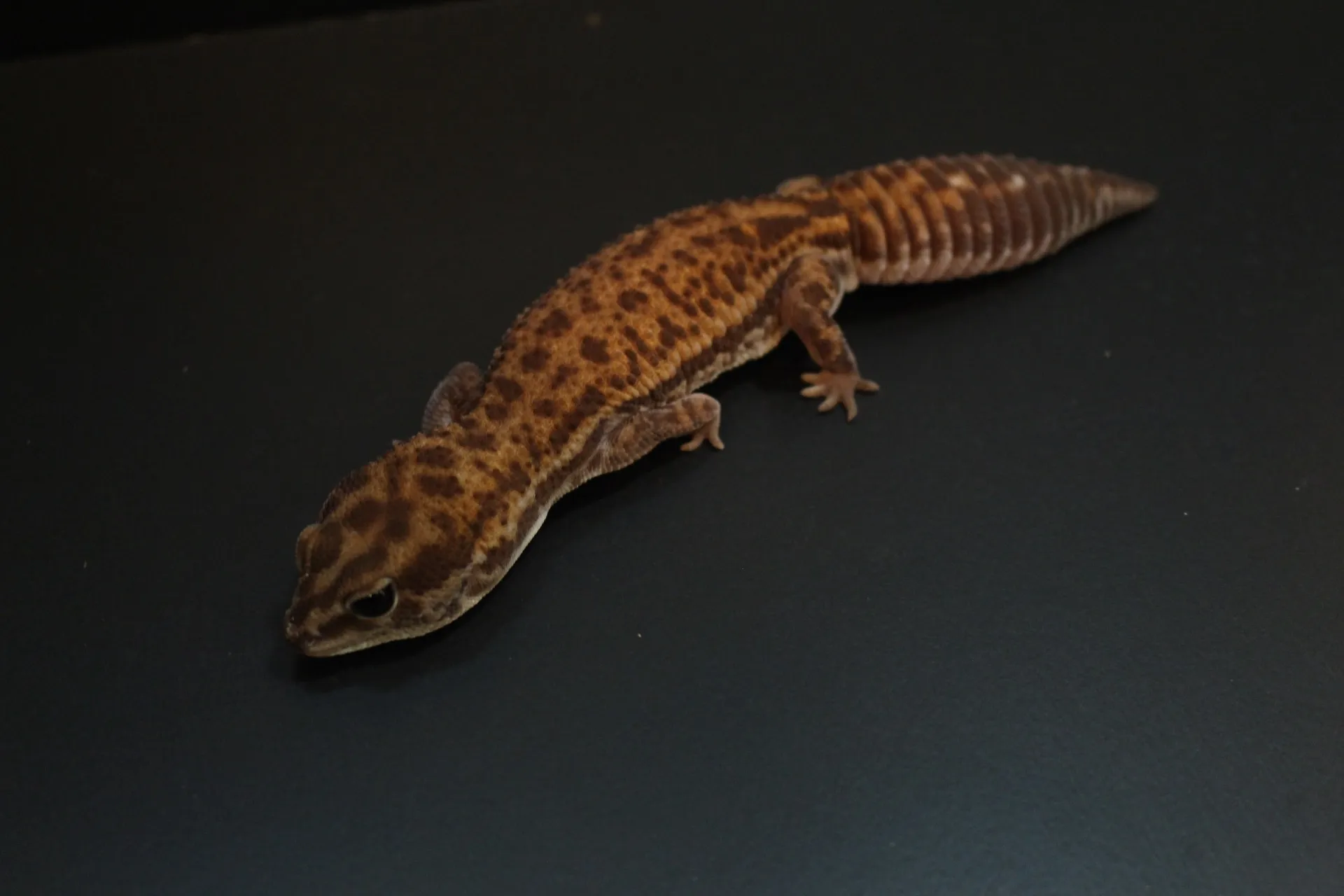 ニシアフリカトカゲモドキ