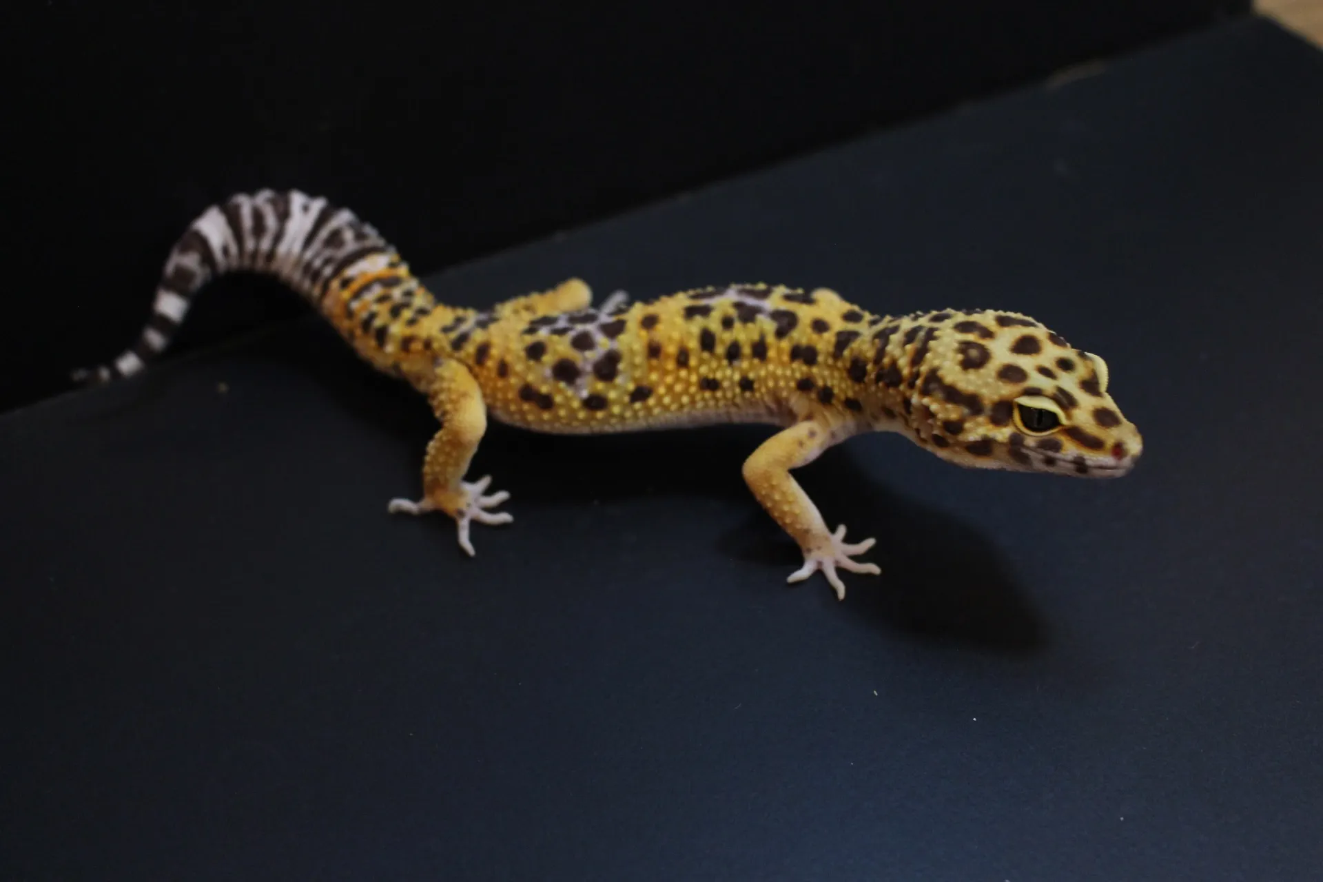 ヒョウモントカゲモドキ