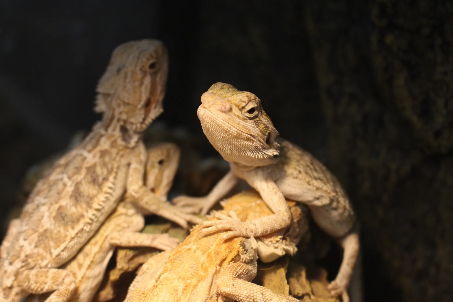 フトアゴヒゲトカゲ