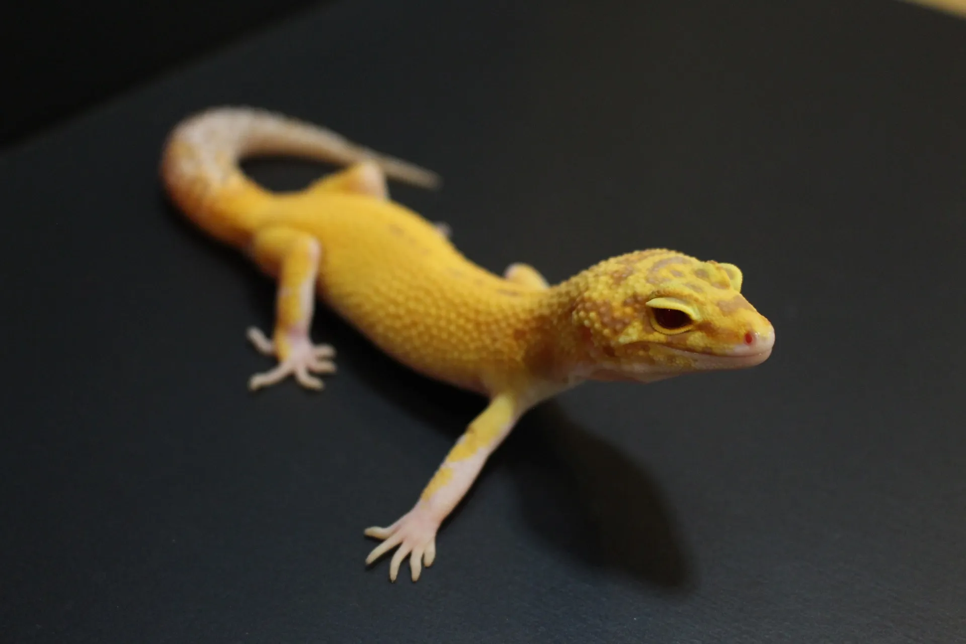 ヒョウモントカゲモドキ