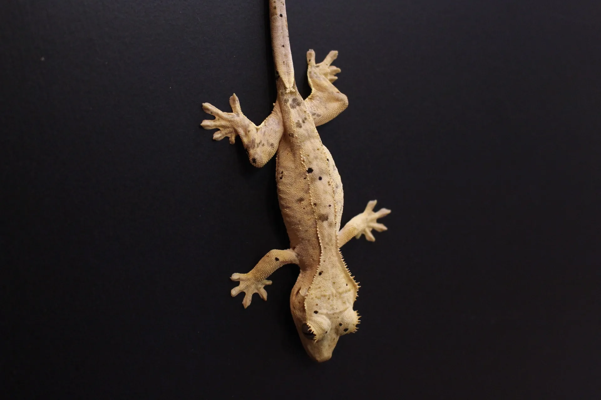 クレステッドゲッコー