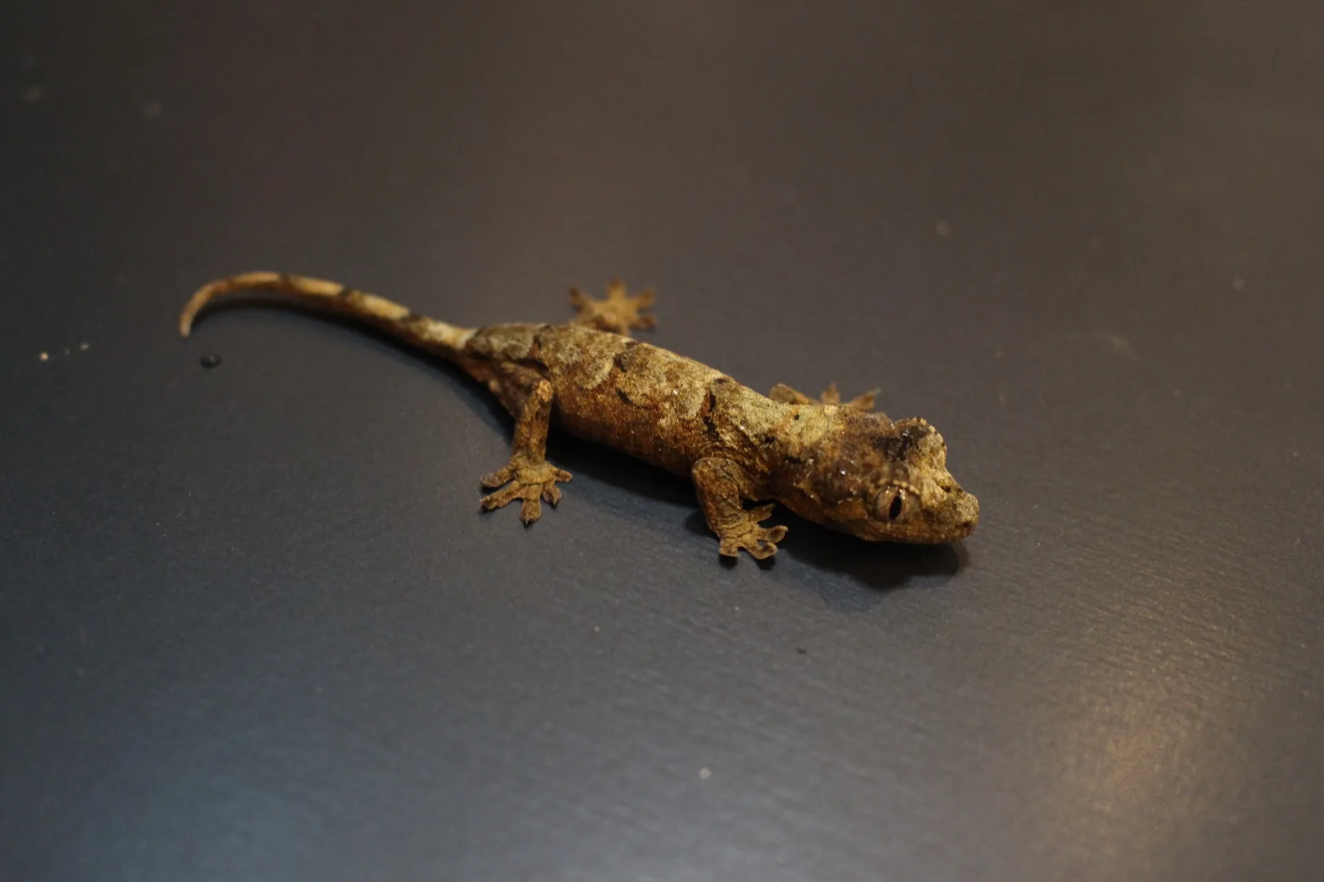 マモノミカドヤモリ